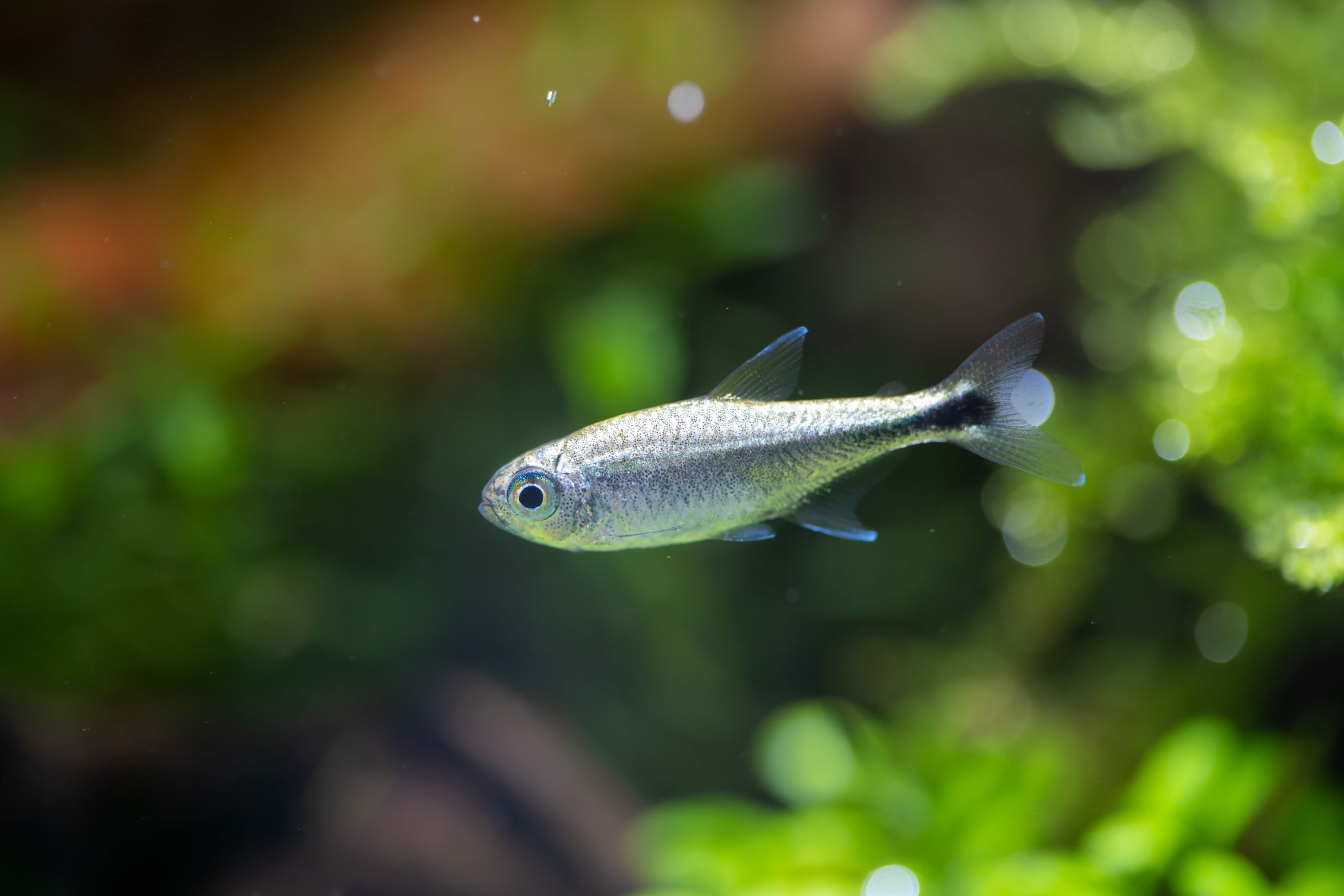 https://www.petlandracine.com/fish/gold-tetra/