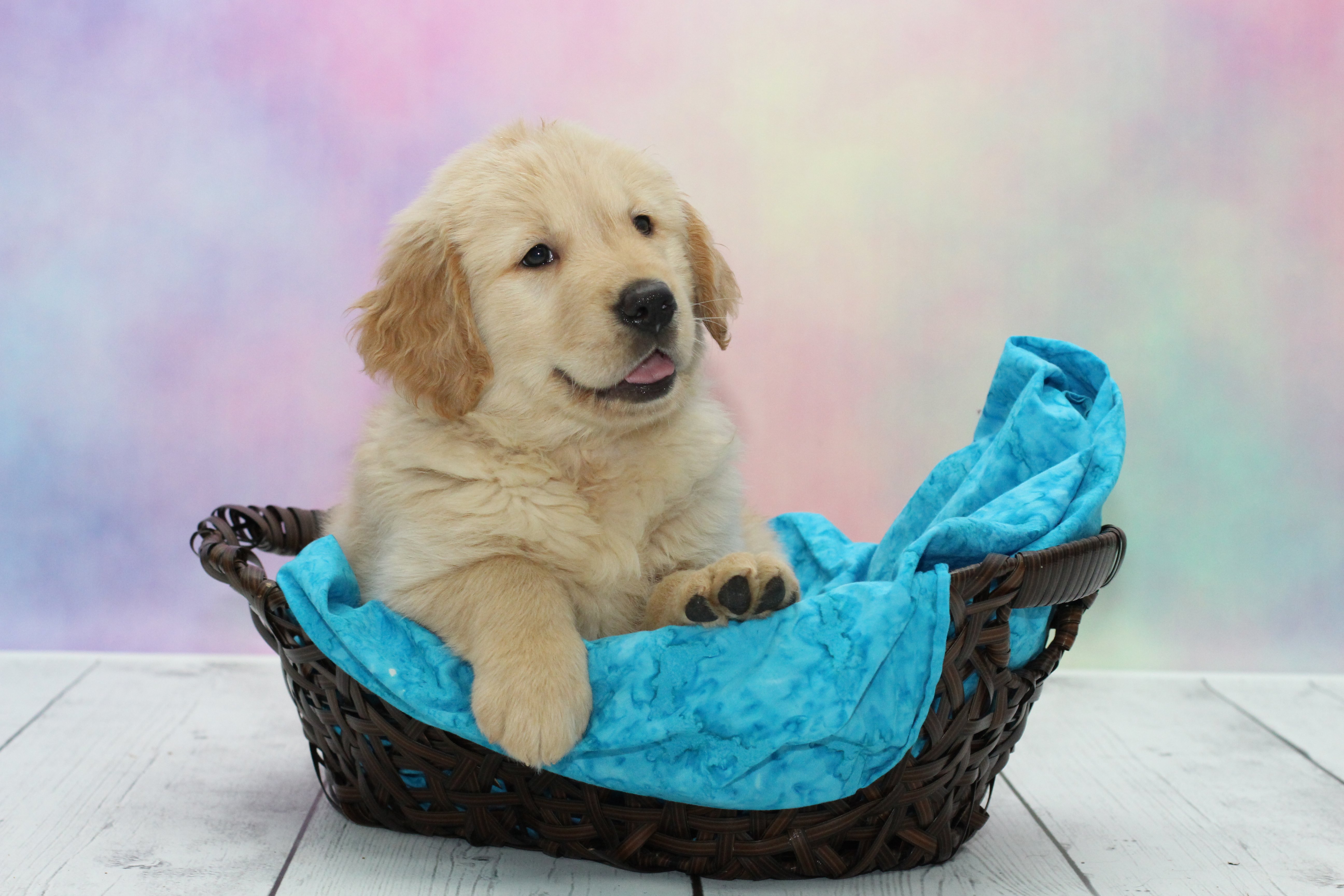 The Golden Retriever – Friendly Facts About America’s Cuddliest Breed!