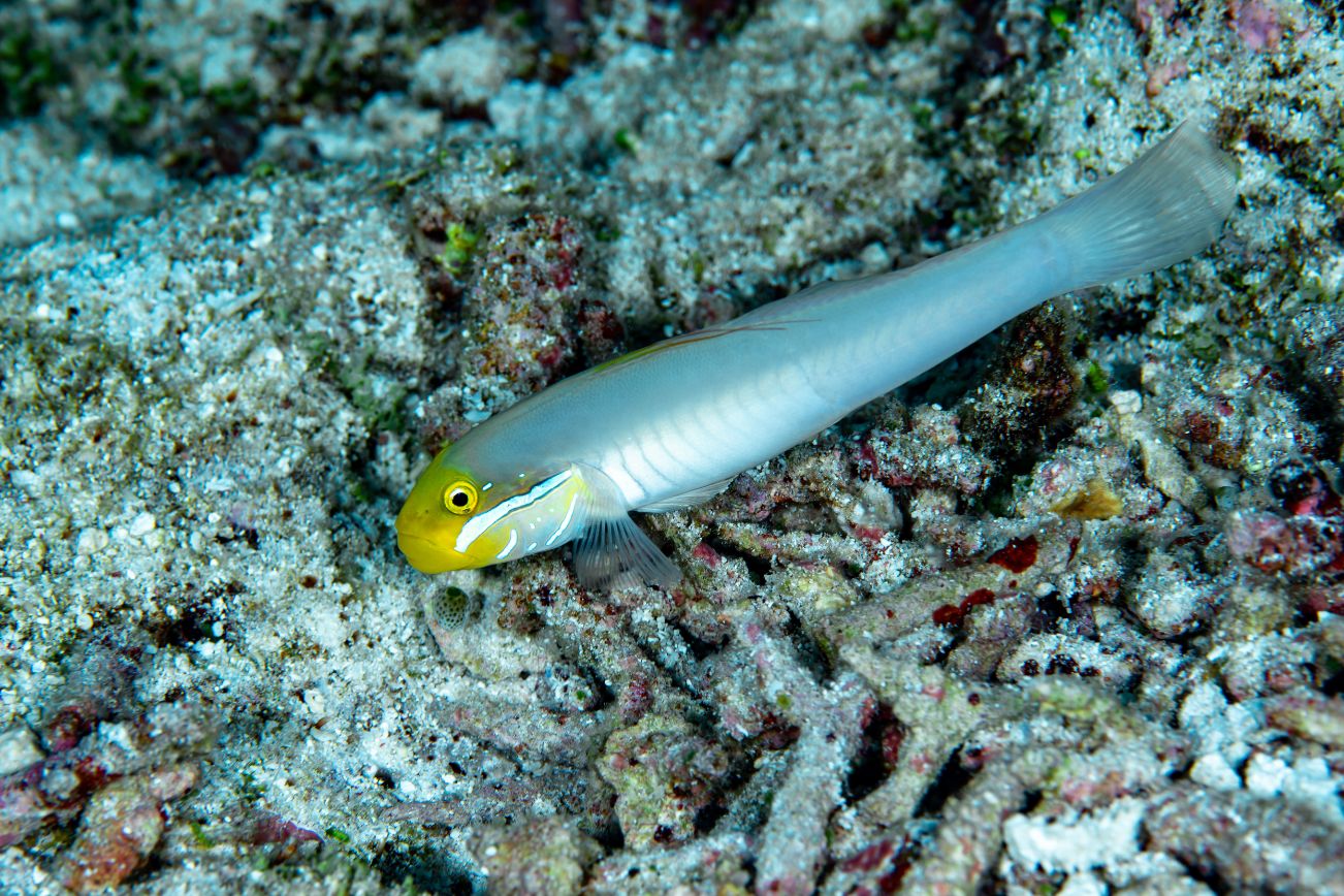 https://www.petlandracine.com/fish/goldhead-sleeper-goby/