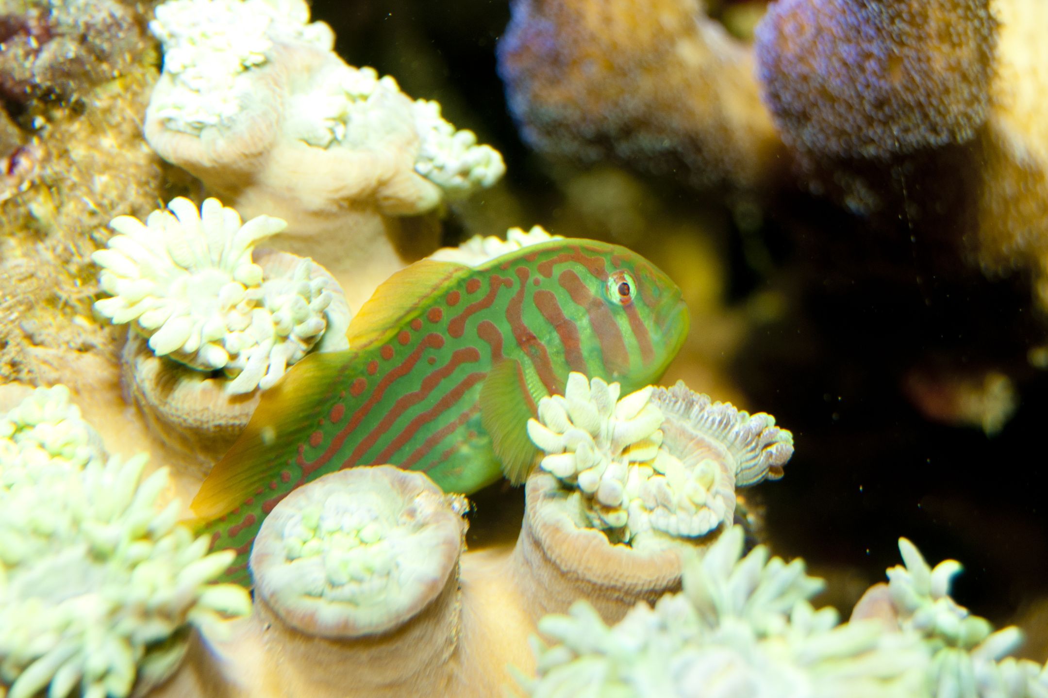 https://www.petlandracine.com/fish/green-clown-goby/