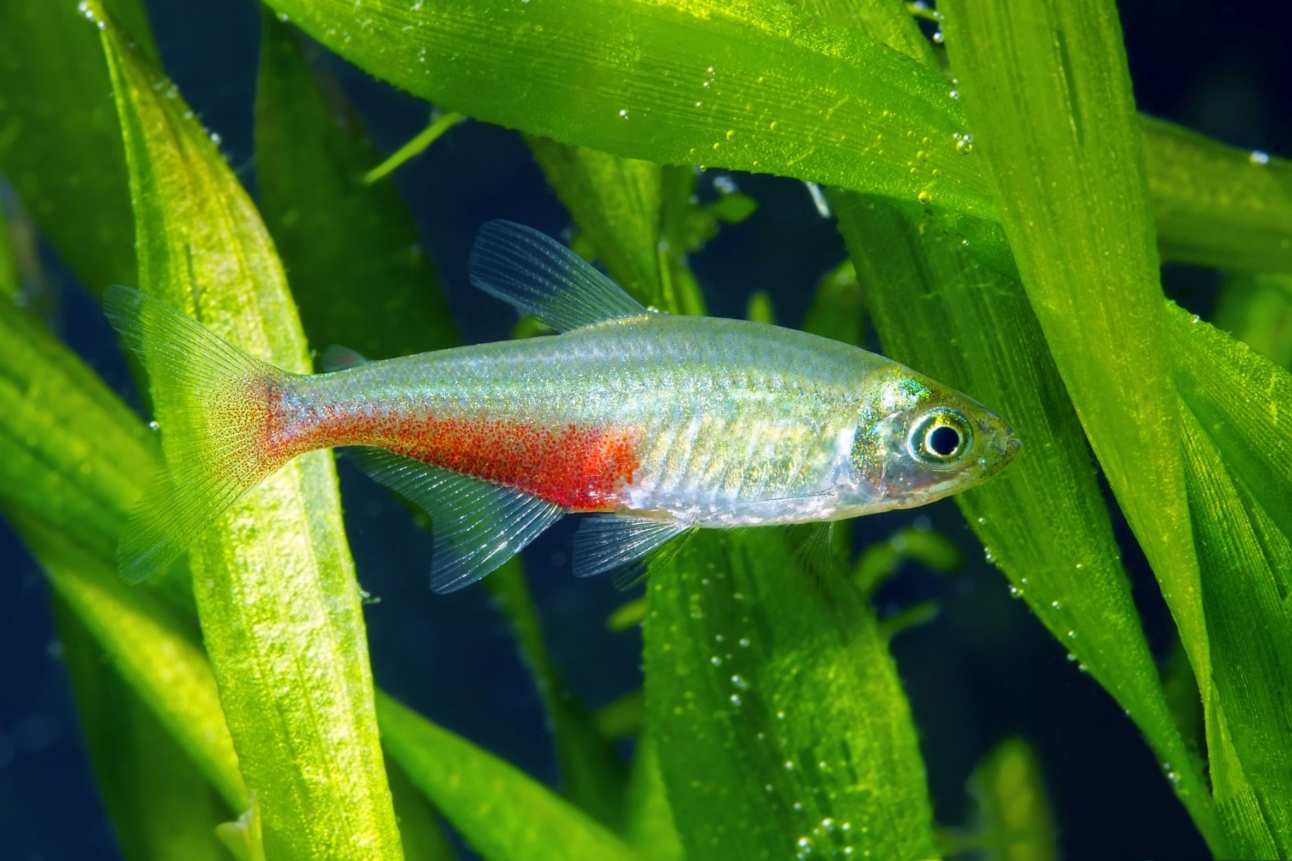 https://www.petlandracine.com/fish/green-fire-tetra/