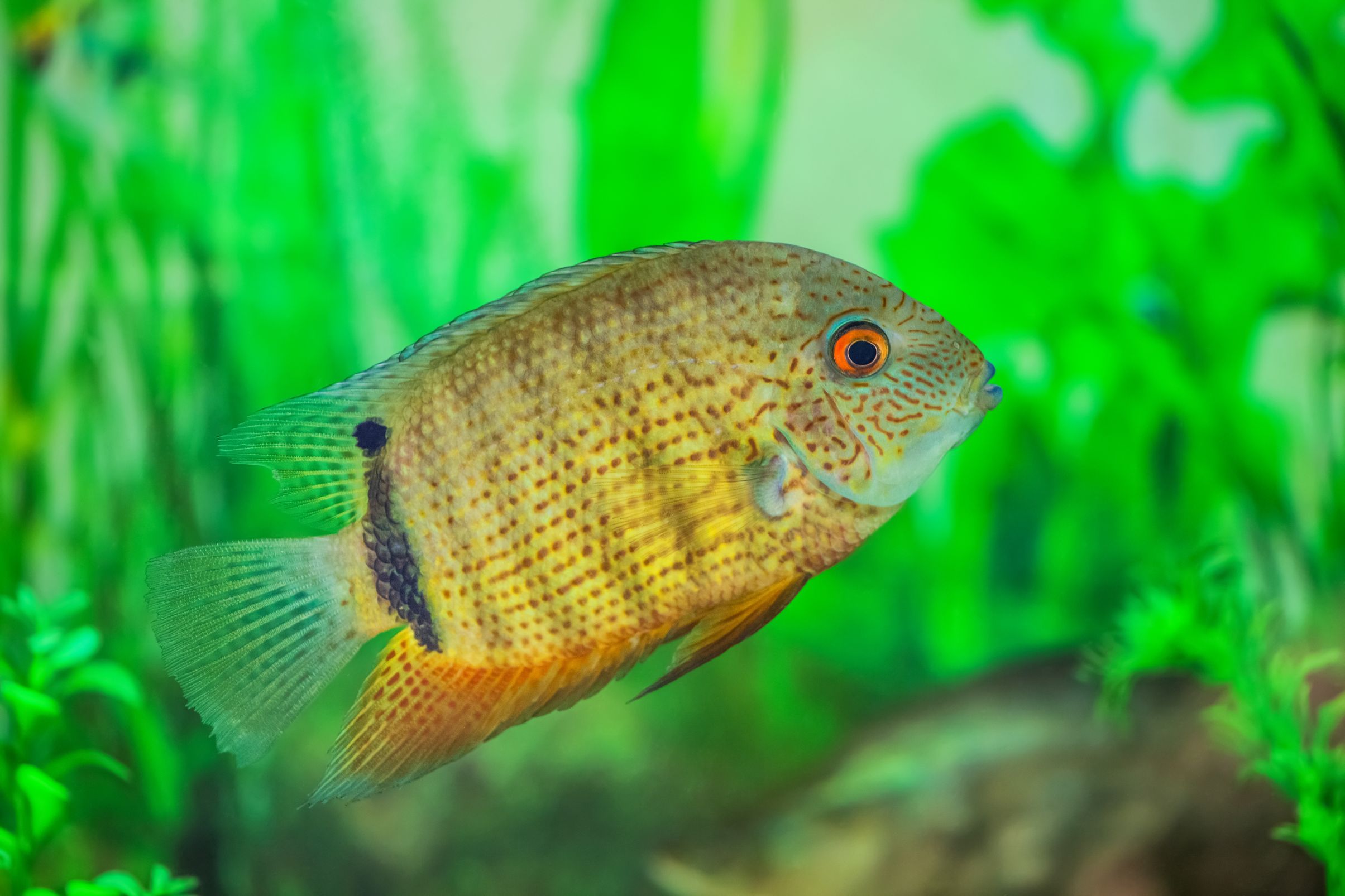 https://www.petlandracine.com/fish/green-severum/