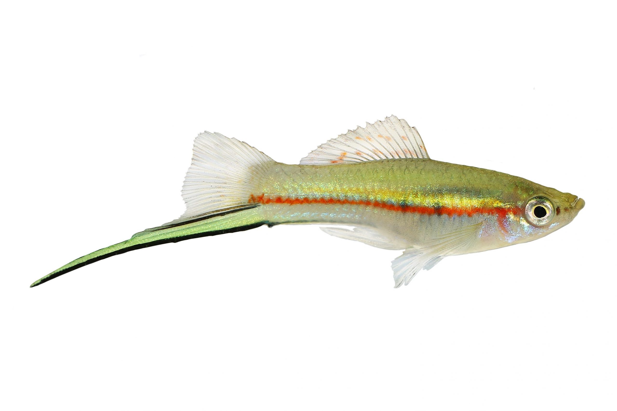 Neon Swordtail