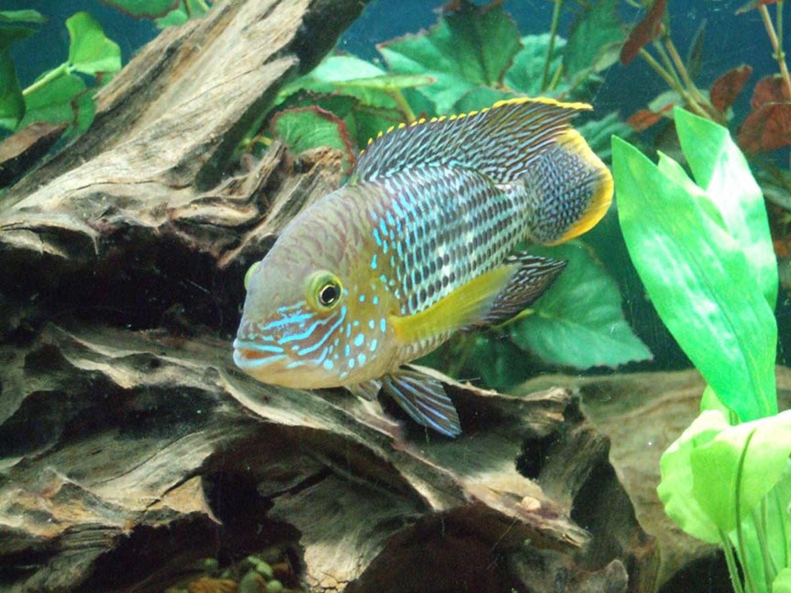 https://www.petlandracine.com/fish/green-terror/