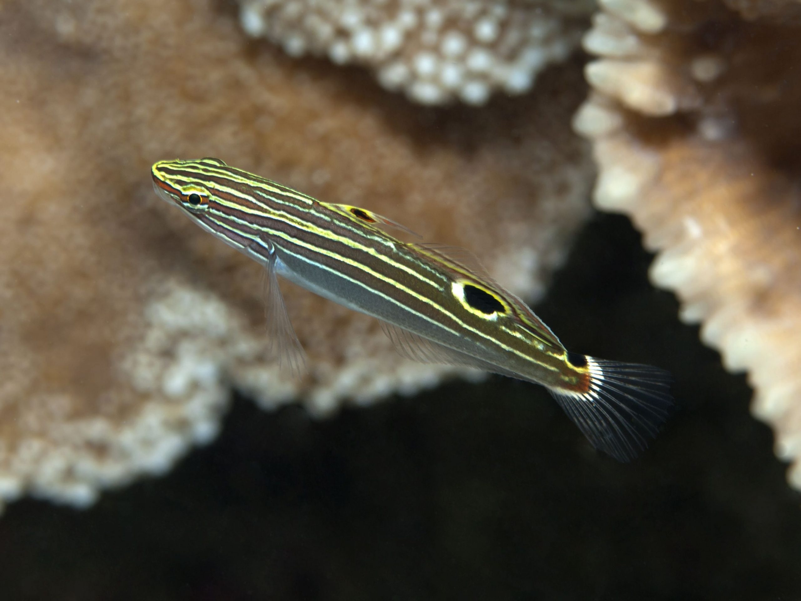 Goby