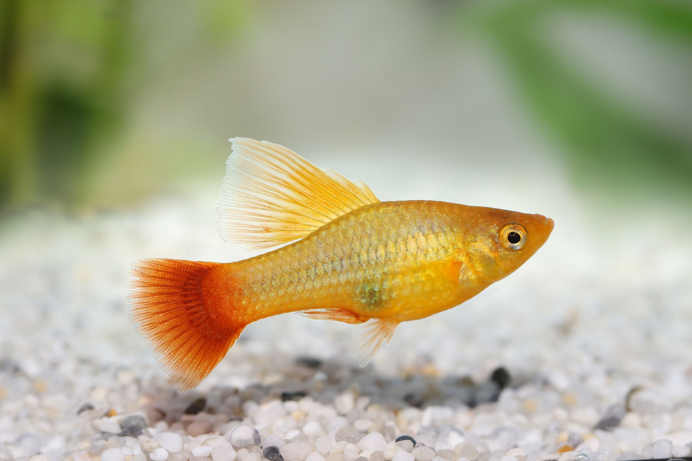 https://www.petlandracine.com/fish/hi-fin-platy/