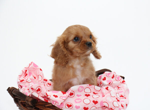 Kid-Friendly Dog Breeds – Small Pups for Your Family!