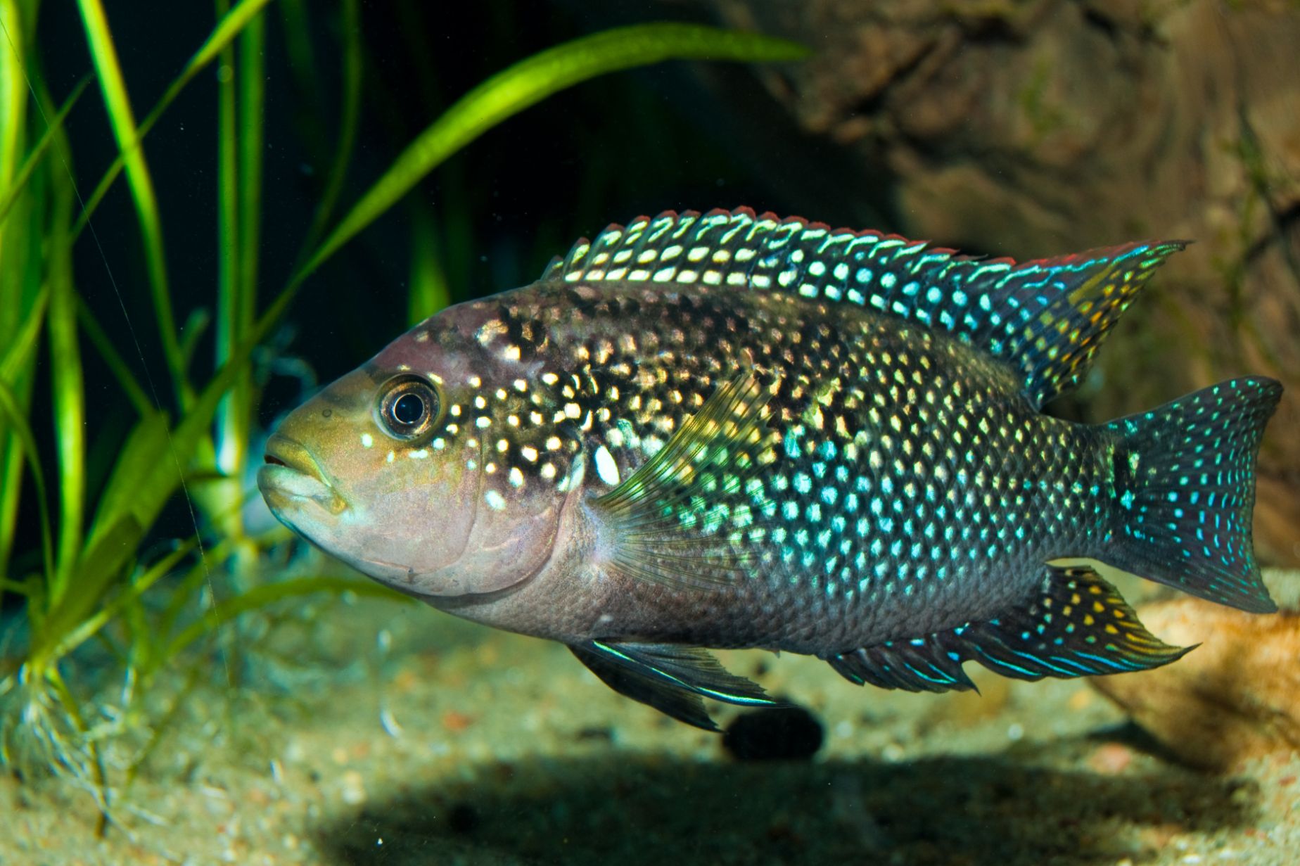 South American Cichlids