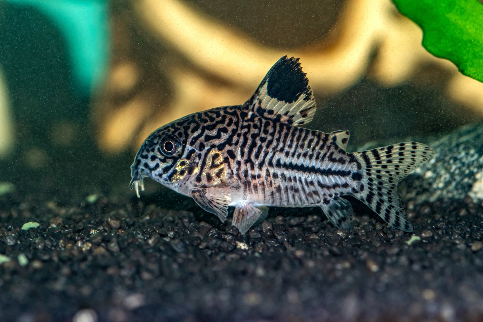 Corydoras Catfish