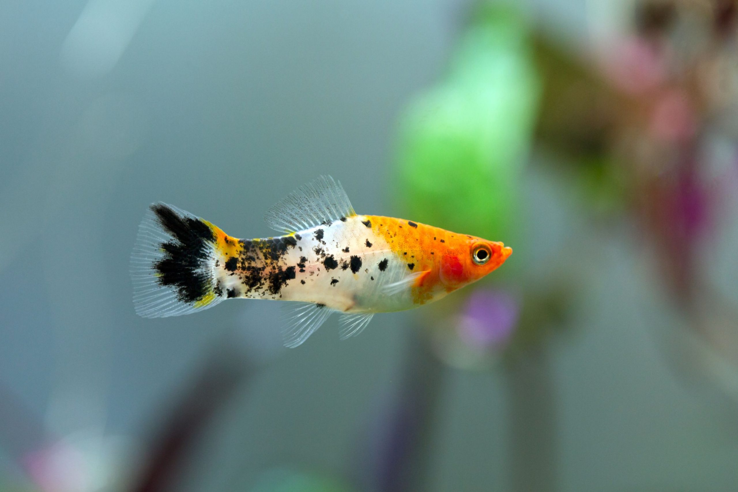 https://www.petlandracine.com/fish/koi-swordtail/