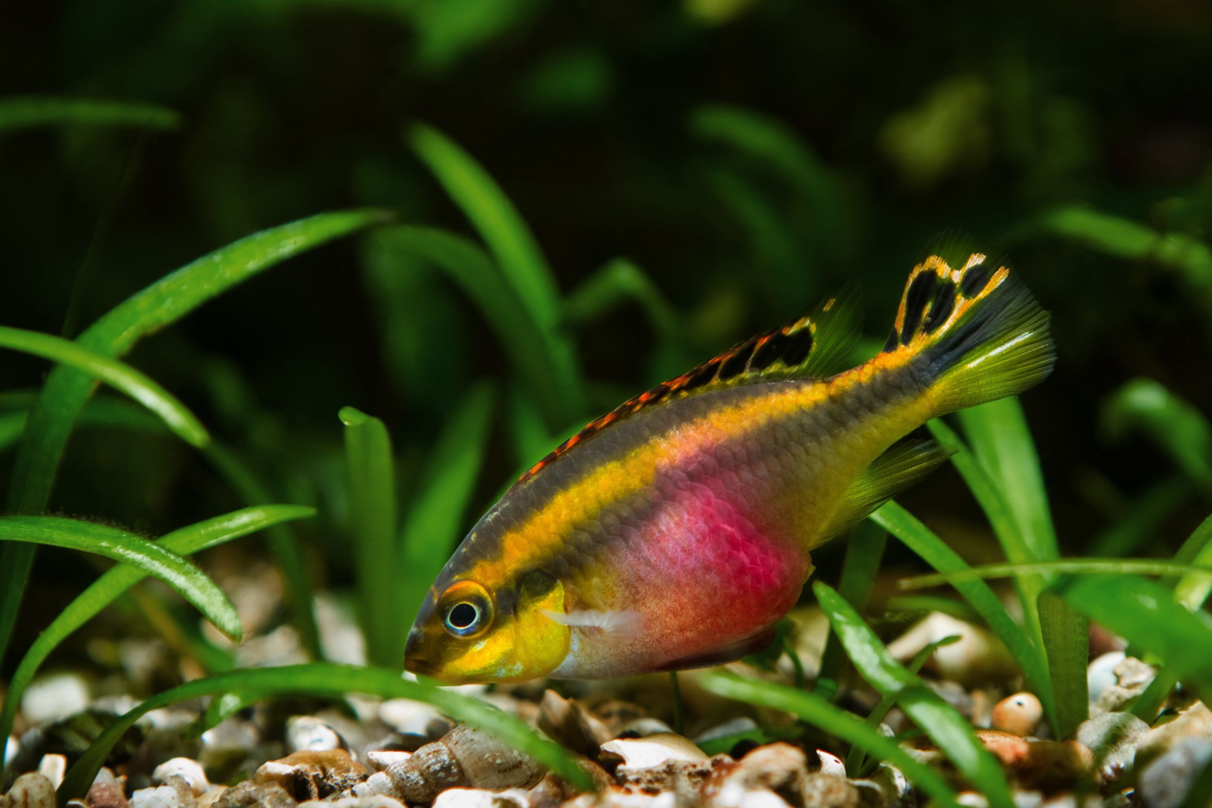 https://www.petlandracine.com/fish/kribensis/