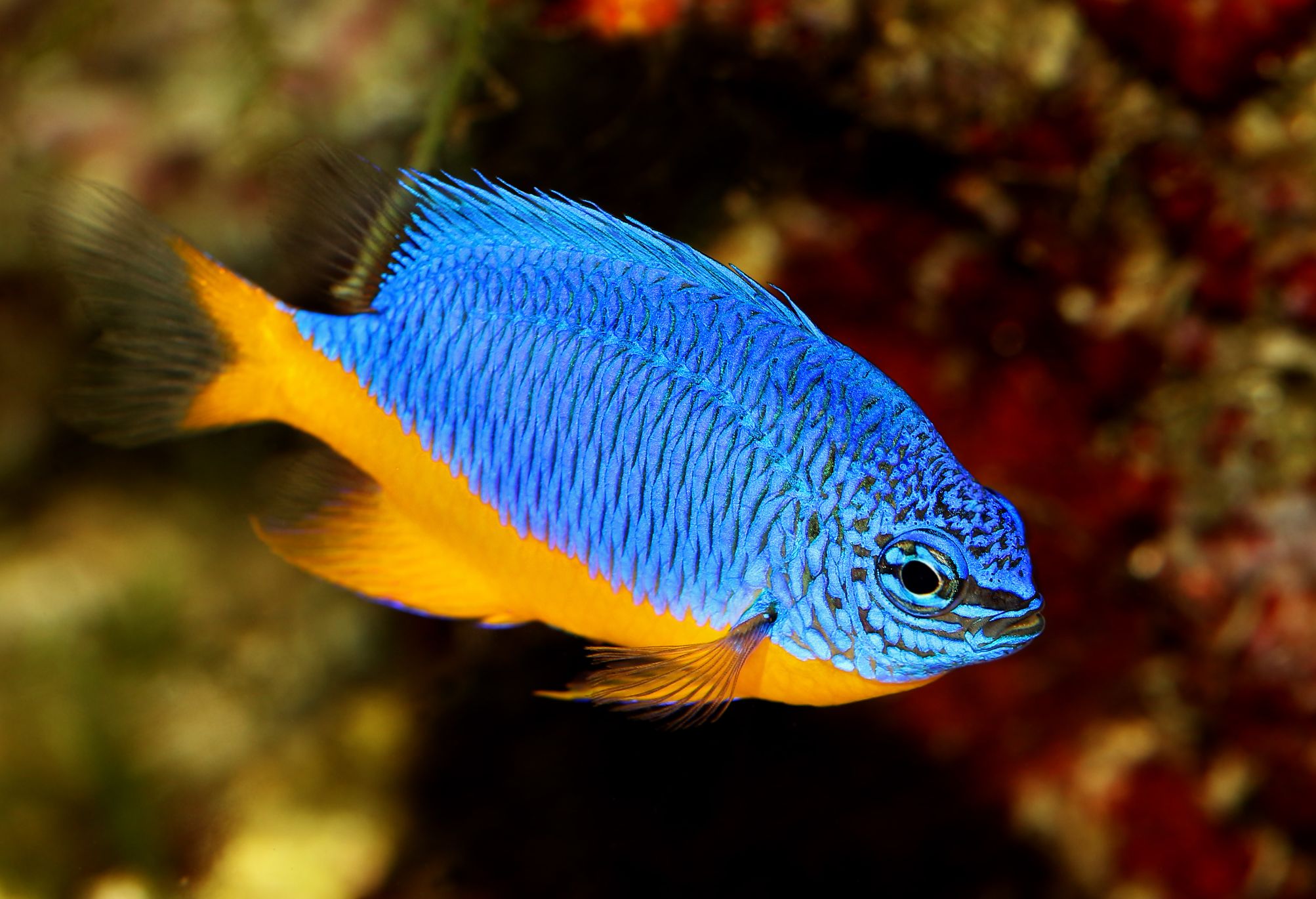 Kupang Damsel