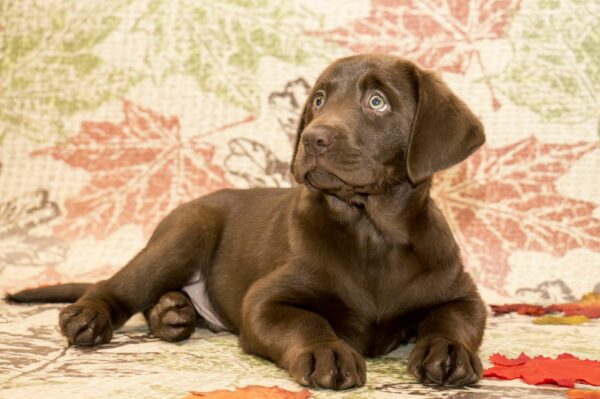 The Labrador Retriever – America’s Favorite Dog Breed!