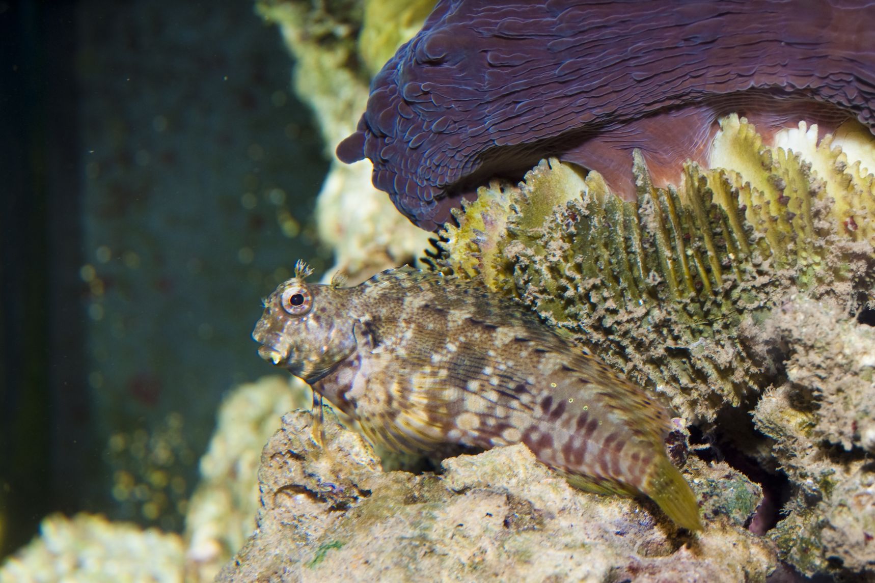 Lawnmower Blenny