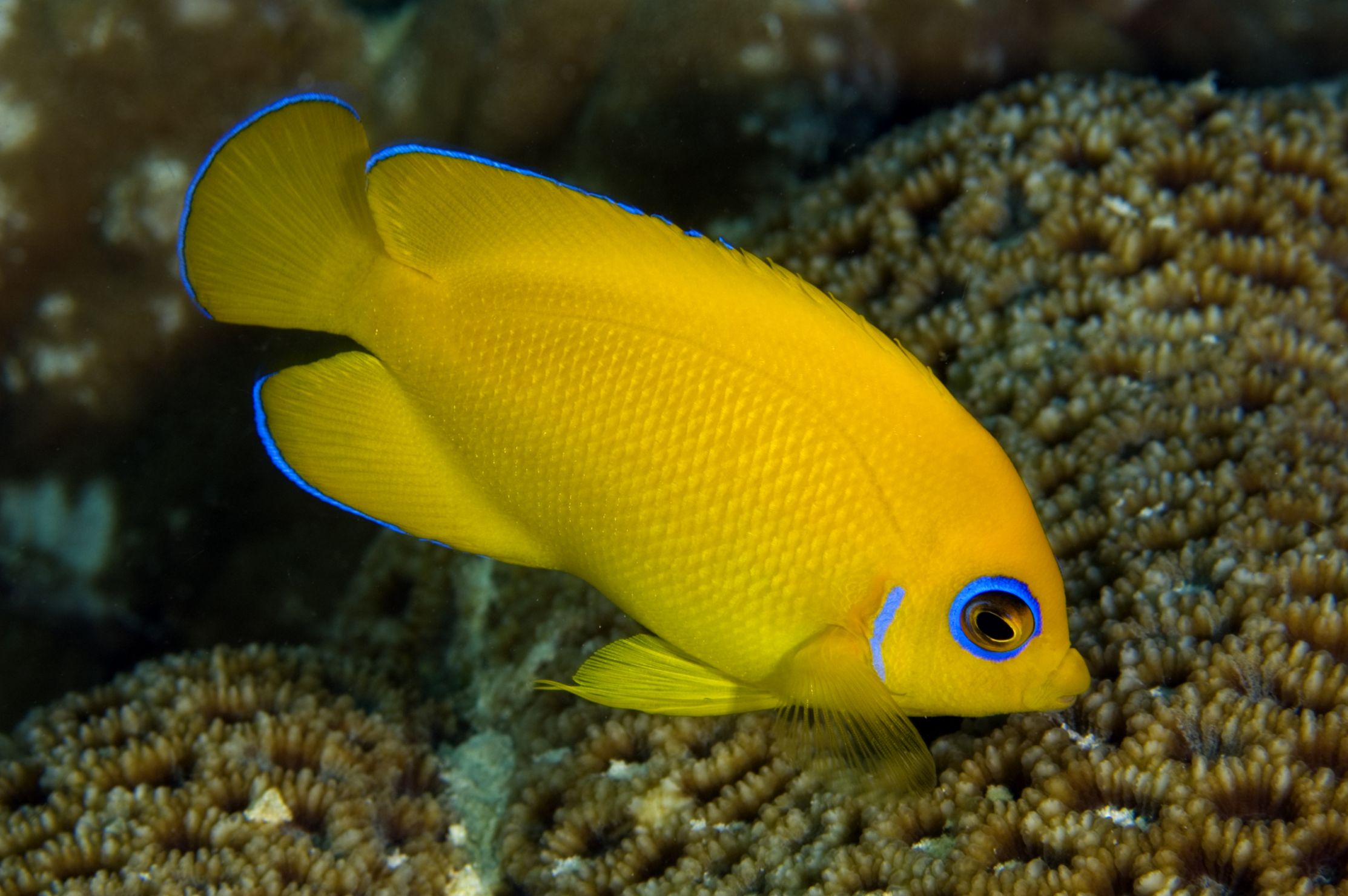 https://www.petlandracine.com/fish/lemon-peel-angelfish/