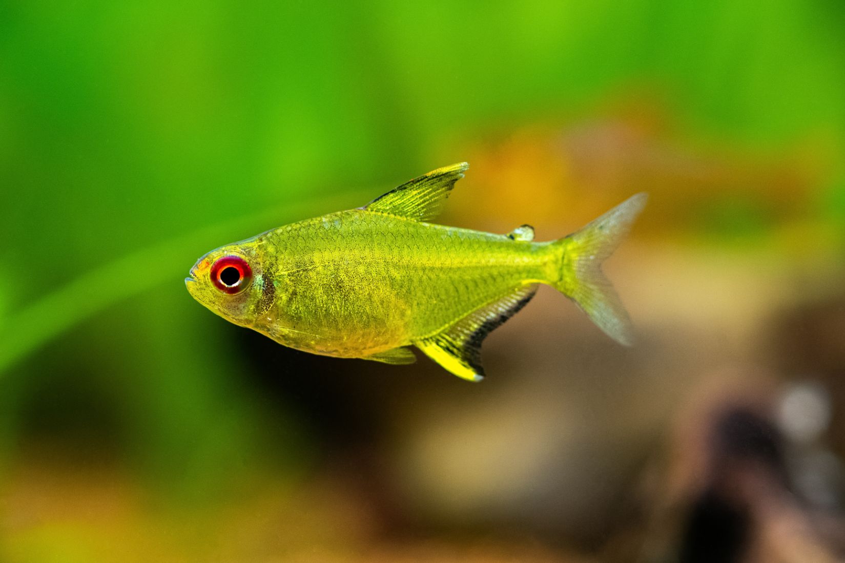 https://www.petlandracine.com/fish/lemon-tetra/