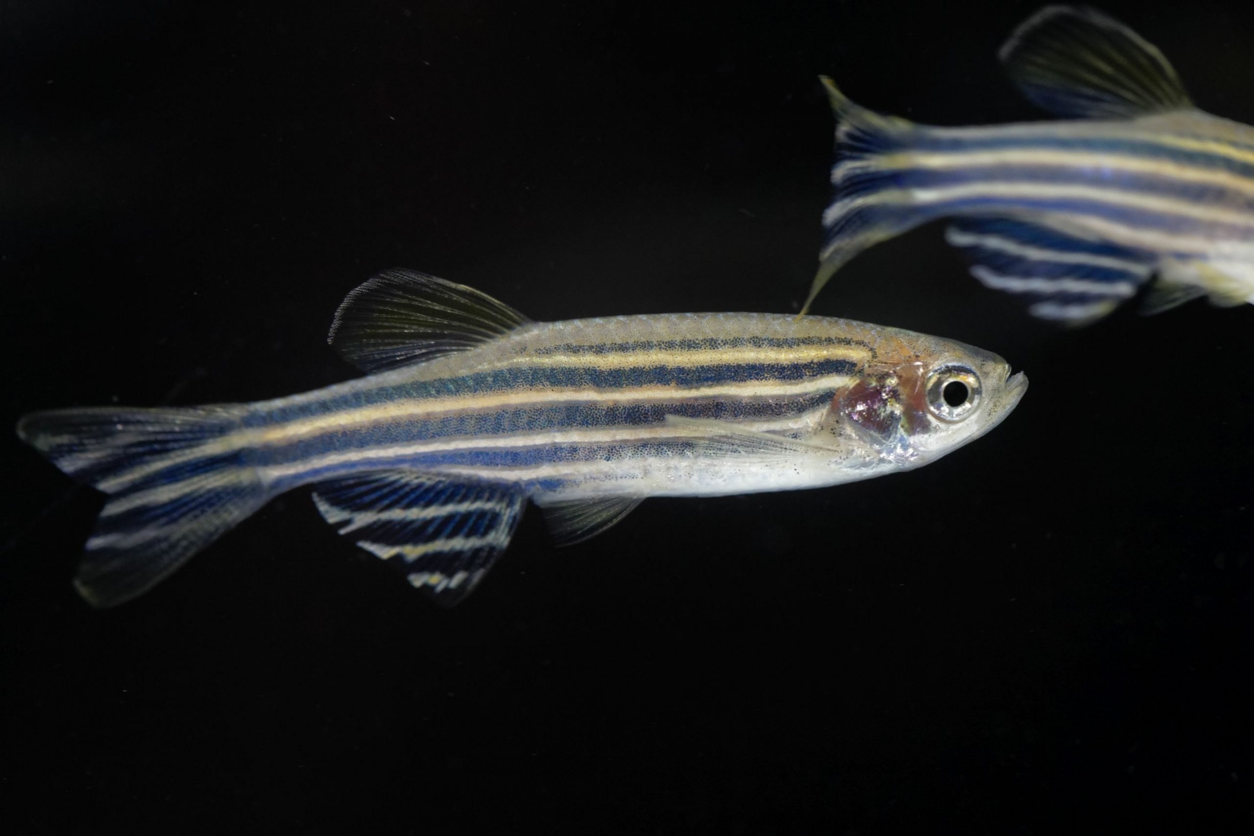 https://www.petlandracine.com/fish/zebra-longfin-danio/