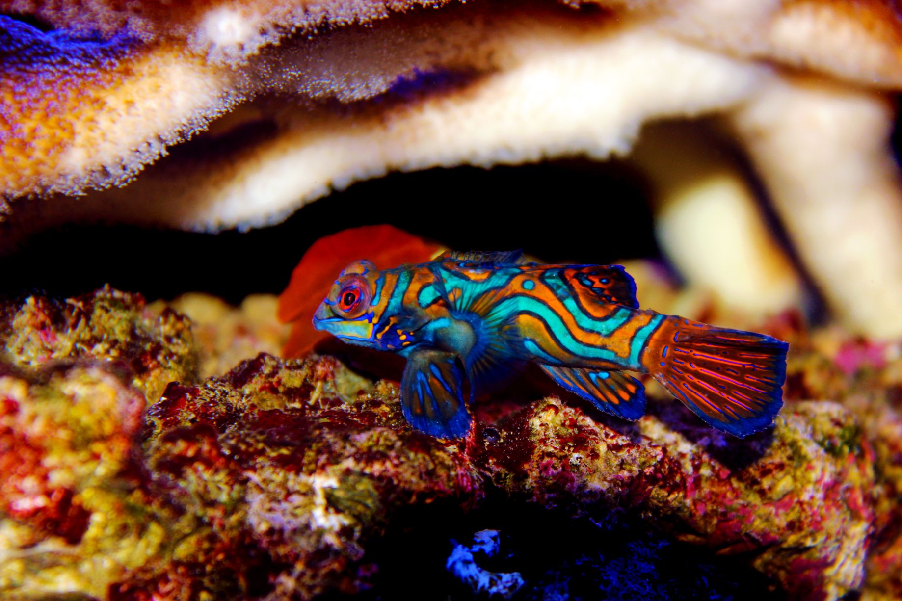 https://www.petlandracine.com/fish/mandarin-goby/