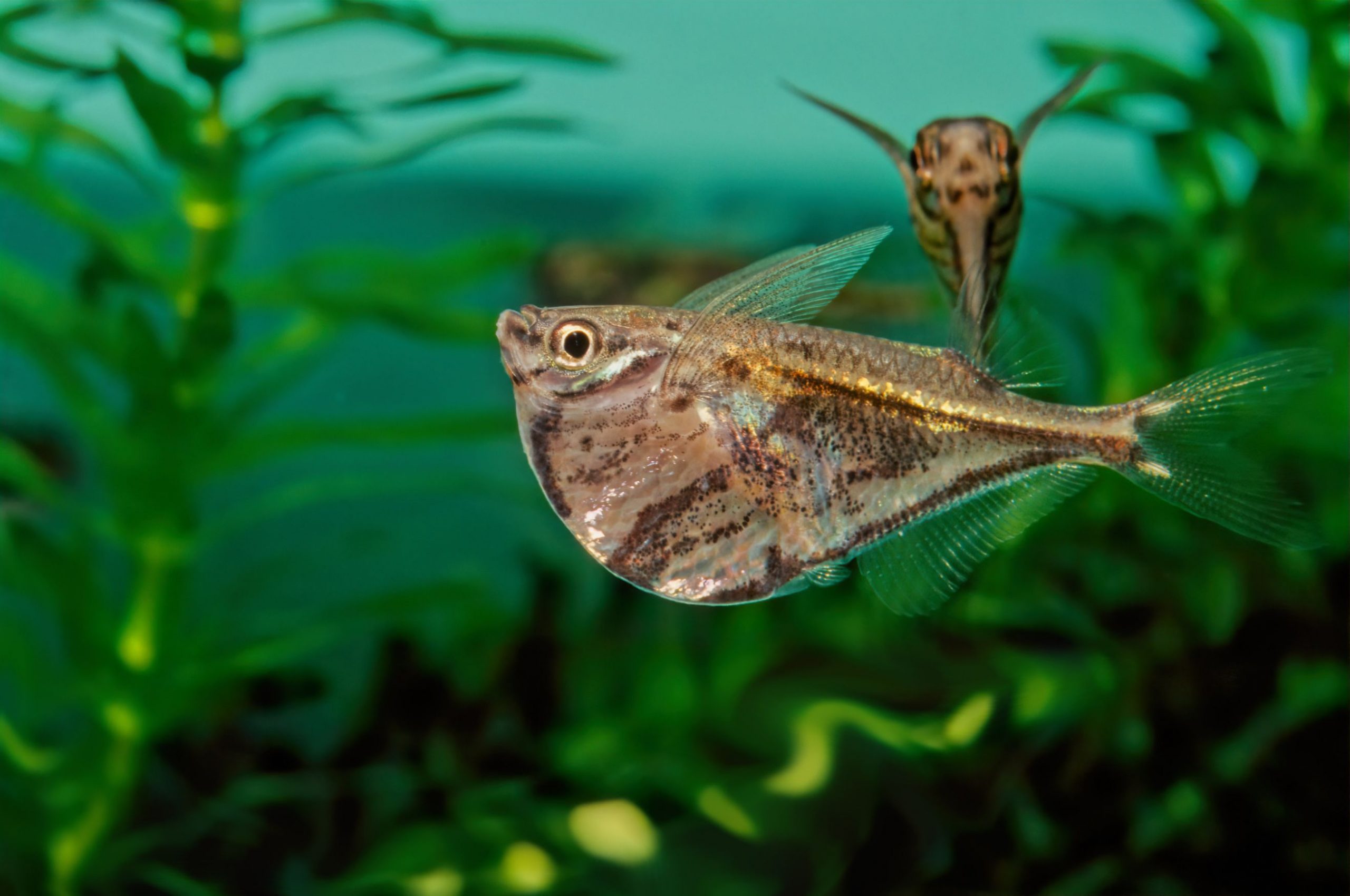 https://www.petlandracine.com/fish/marble-hatchetfish/