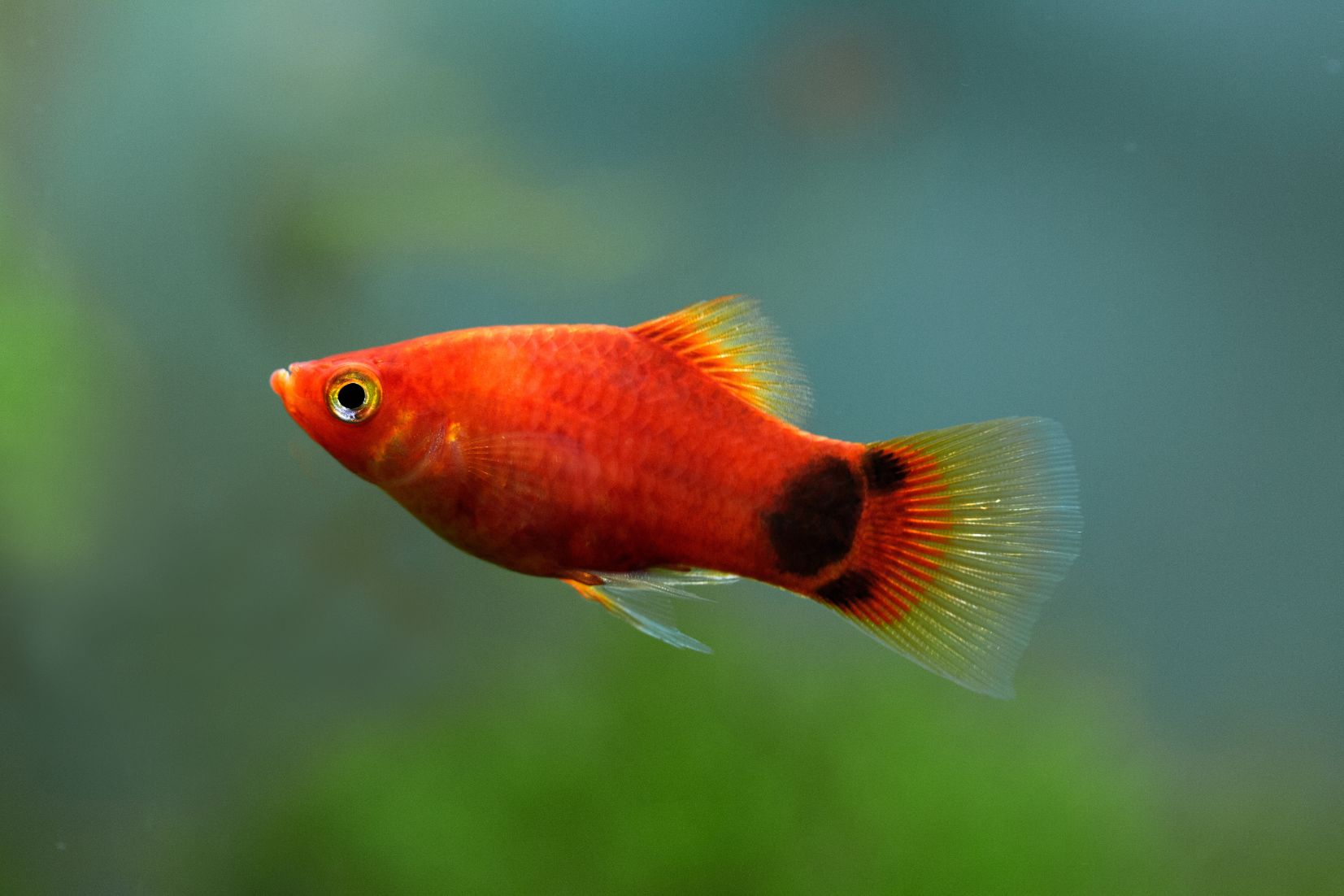 https://www.petlandracine.com/fish/mickey-mouse-platy/