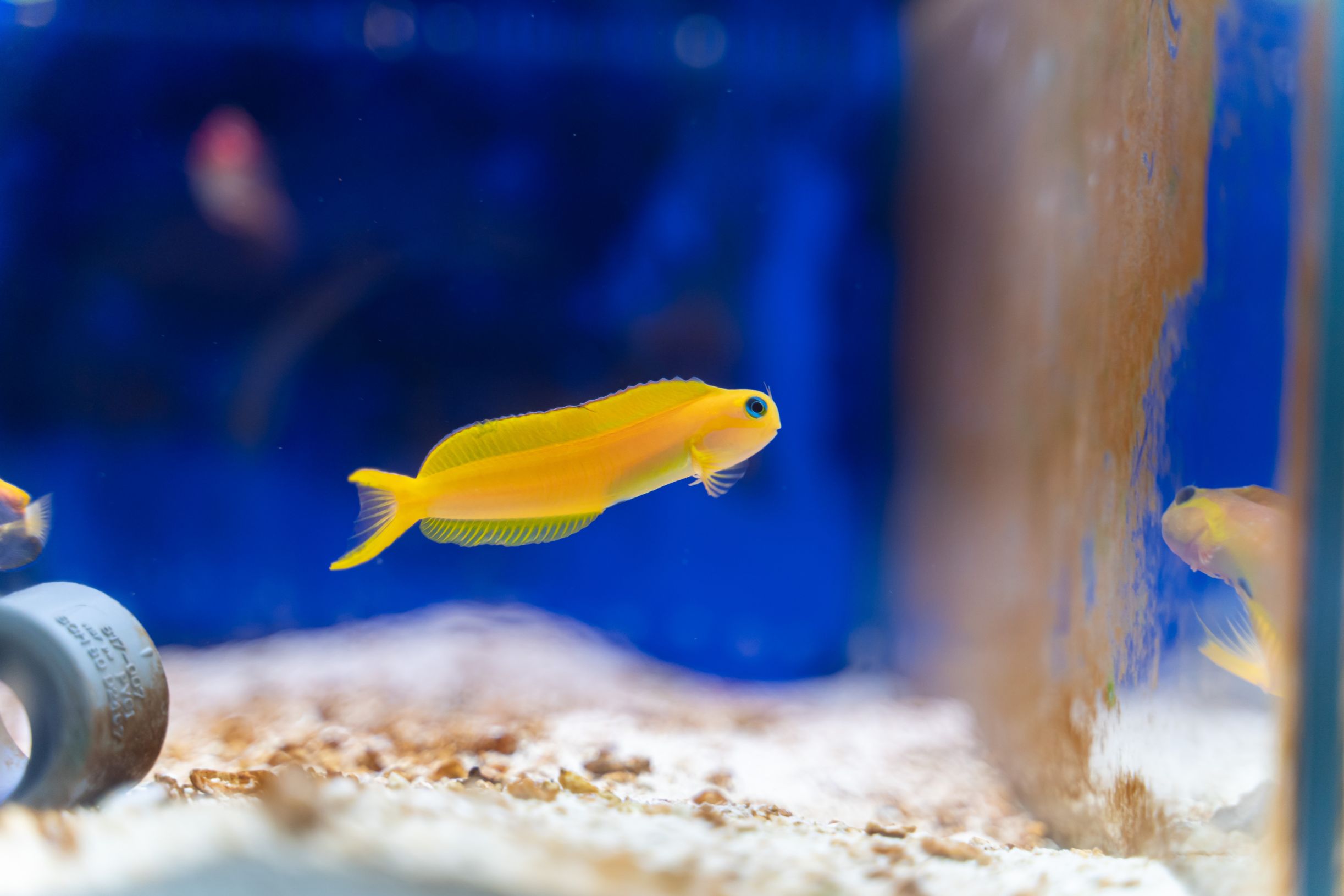 https://www.petlandracine.com/fish/midas-blenny/