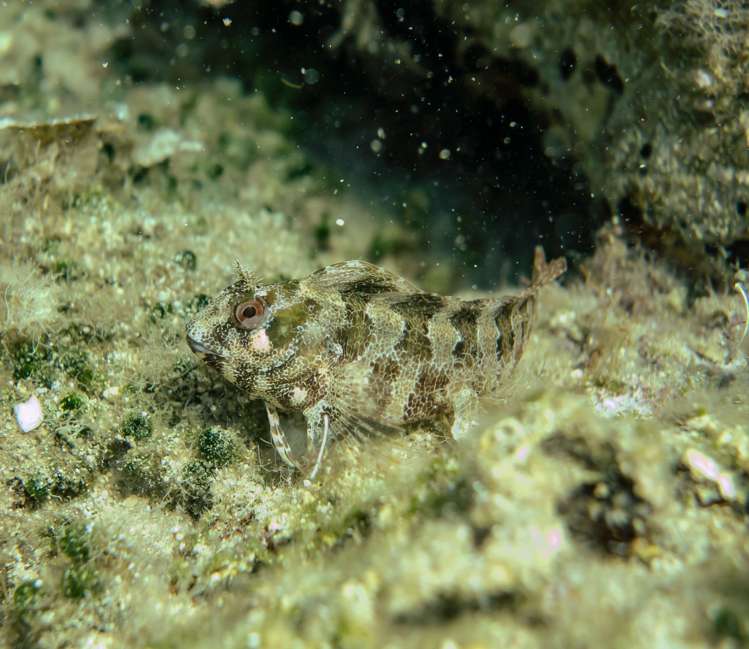 https://www.petlandracine.com/fish/molly-miller-blenny/