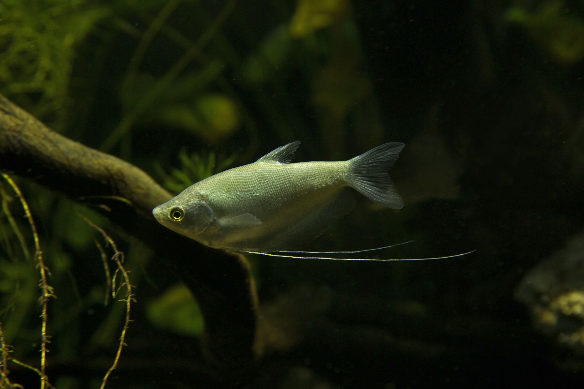 https://www.petlandracine.com/fish/moonlight-gourami/