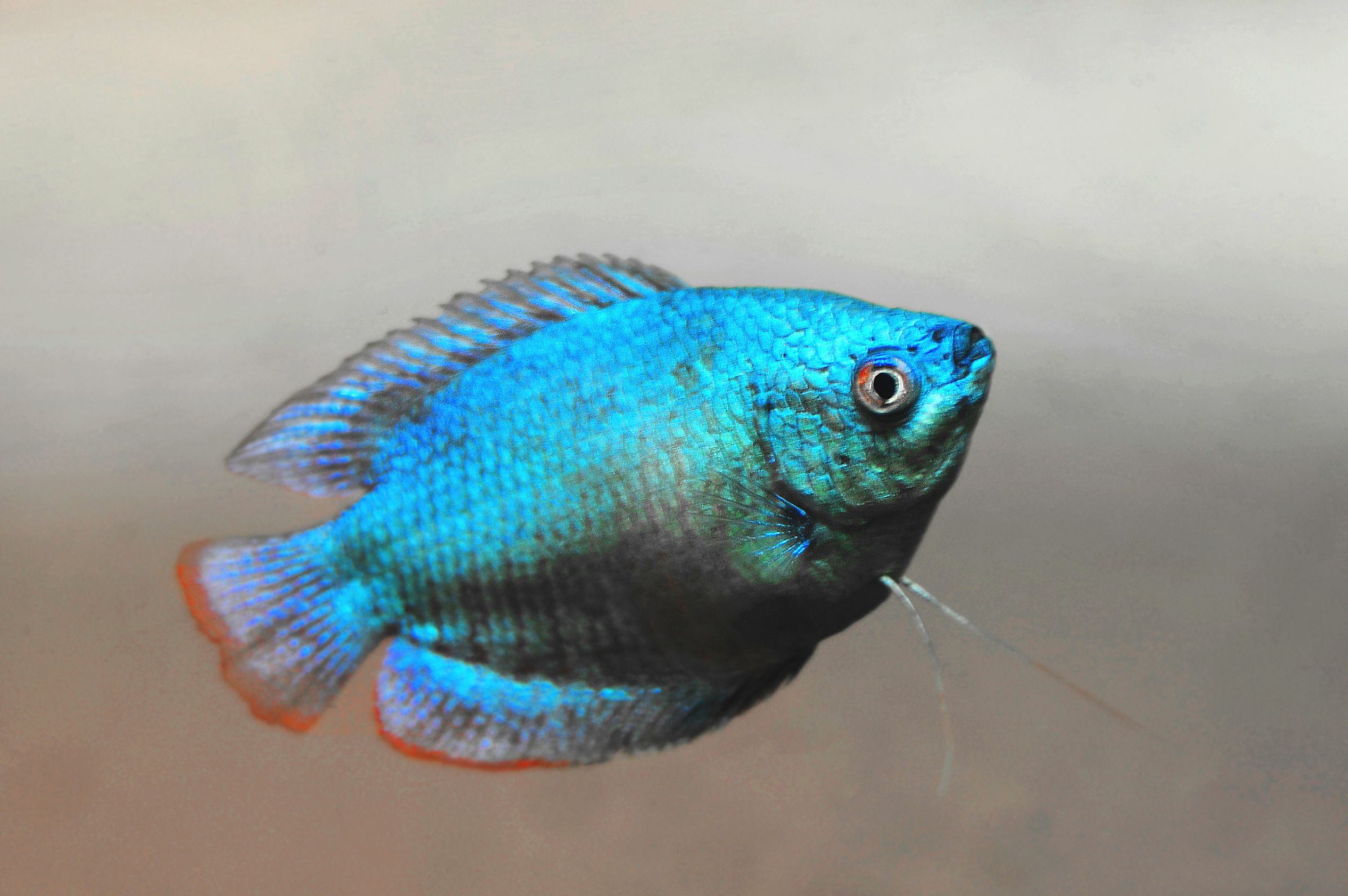 https://www.petlandracine.com/fish/neon-blue-dwarf-gourami/