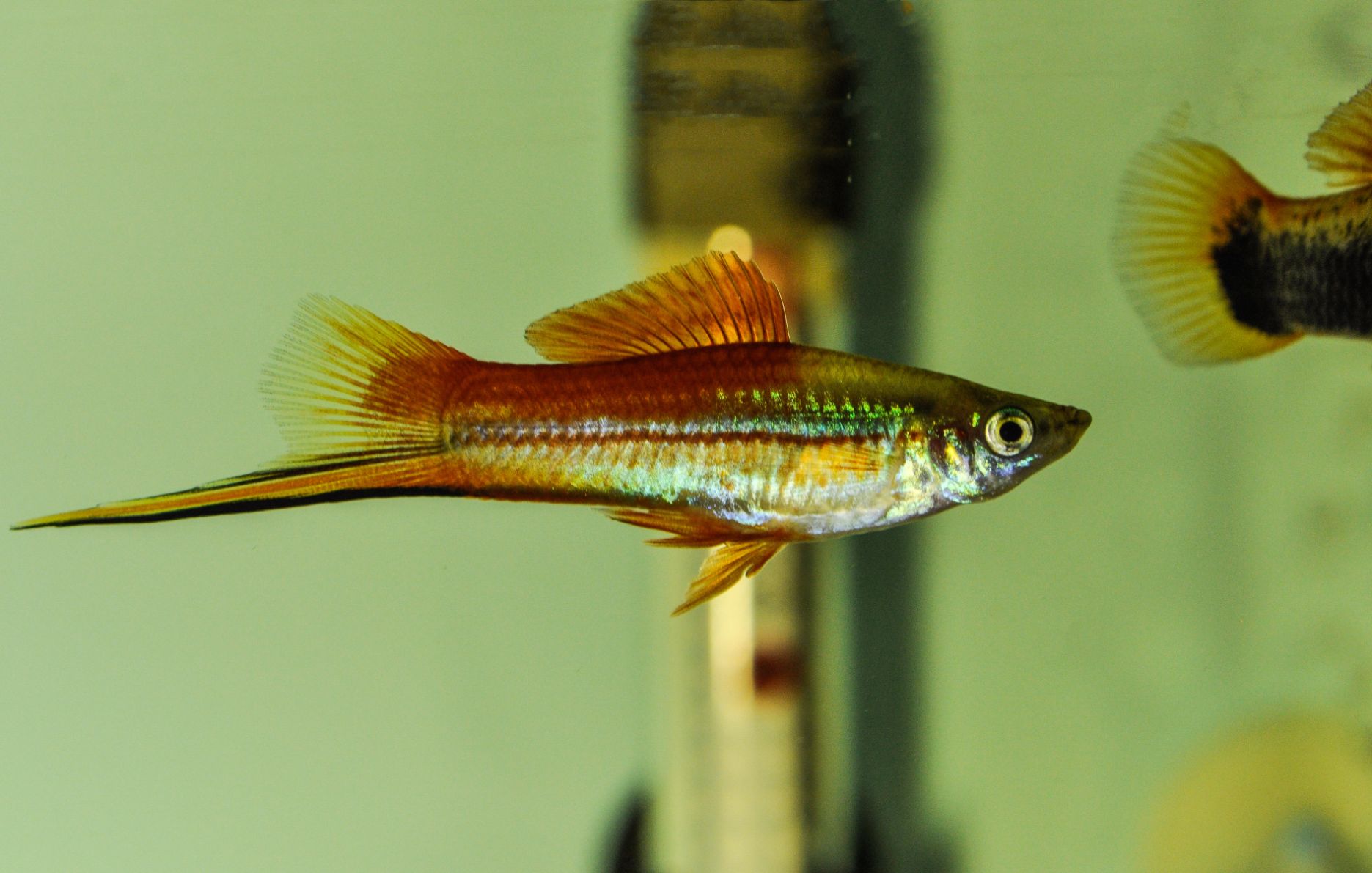 https://www.petlandracine.com/fish/neon-swordtail/