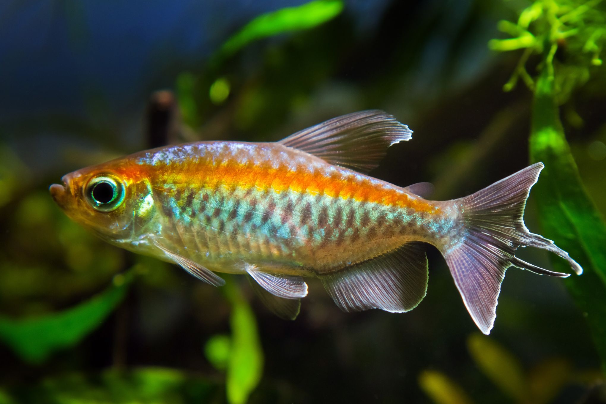 https://www.petlandracine.com/fish/neon-tetra/