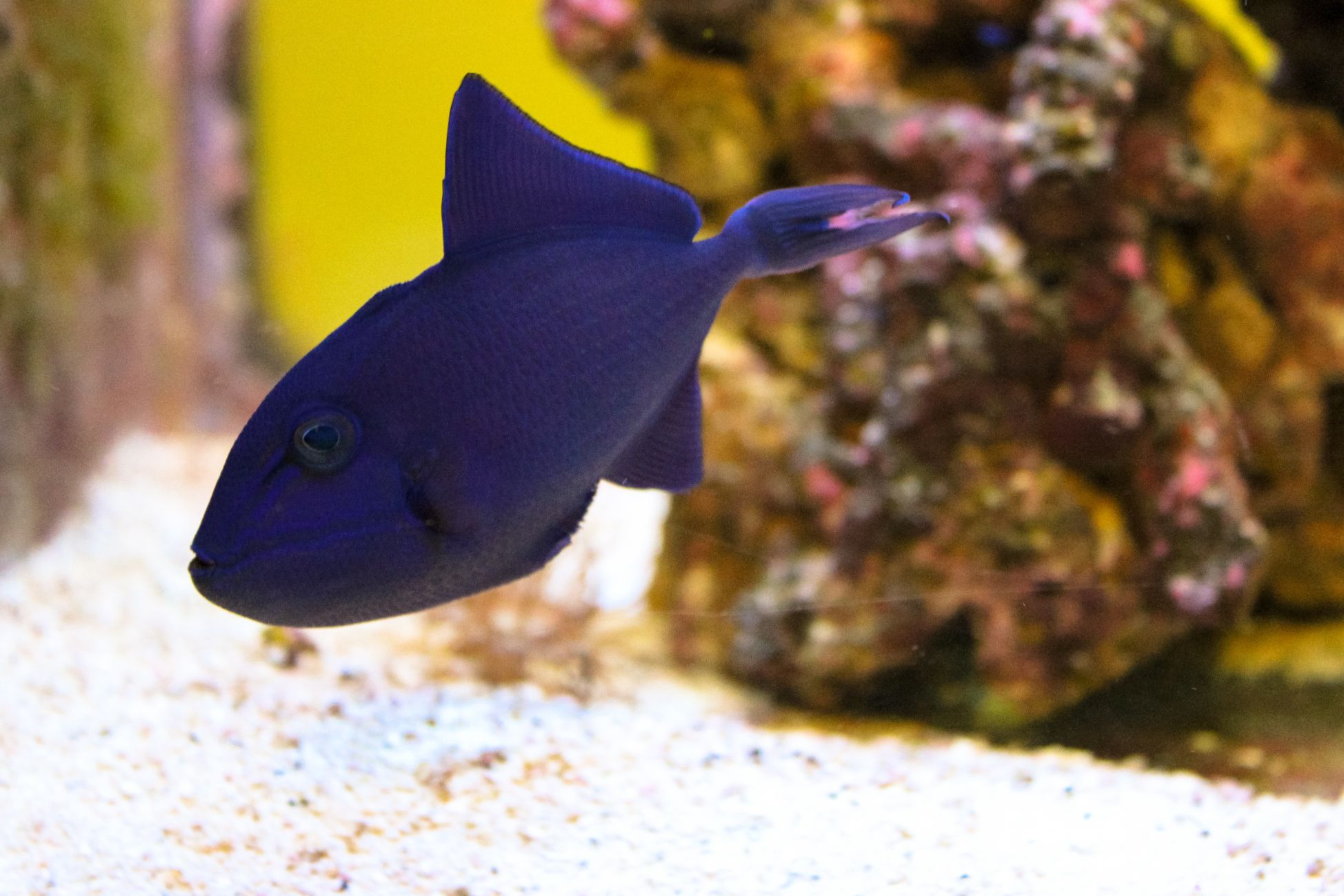 Niger Triggerfish – Petland Racine, Wisconsin