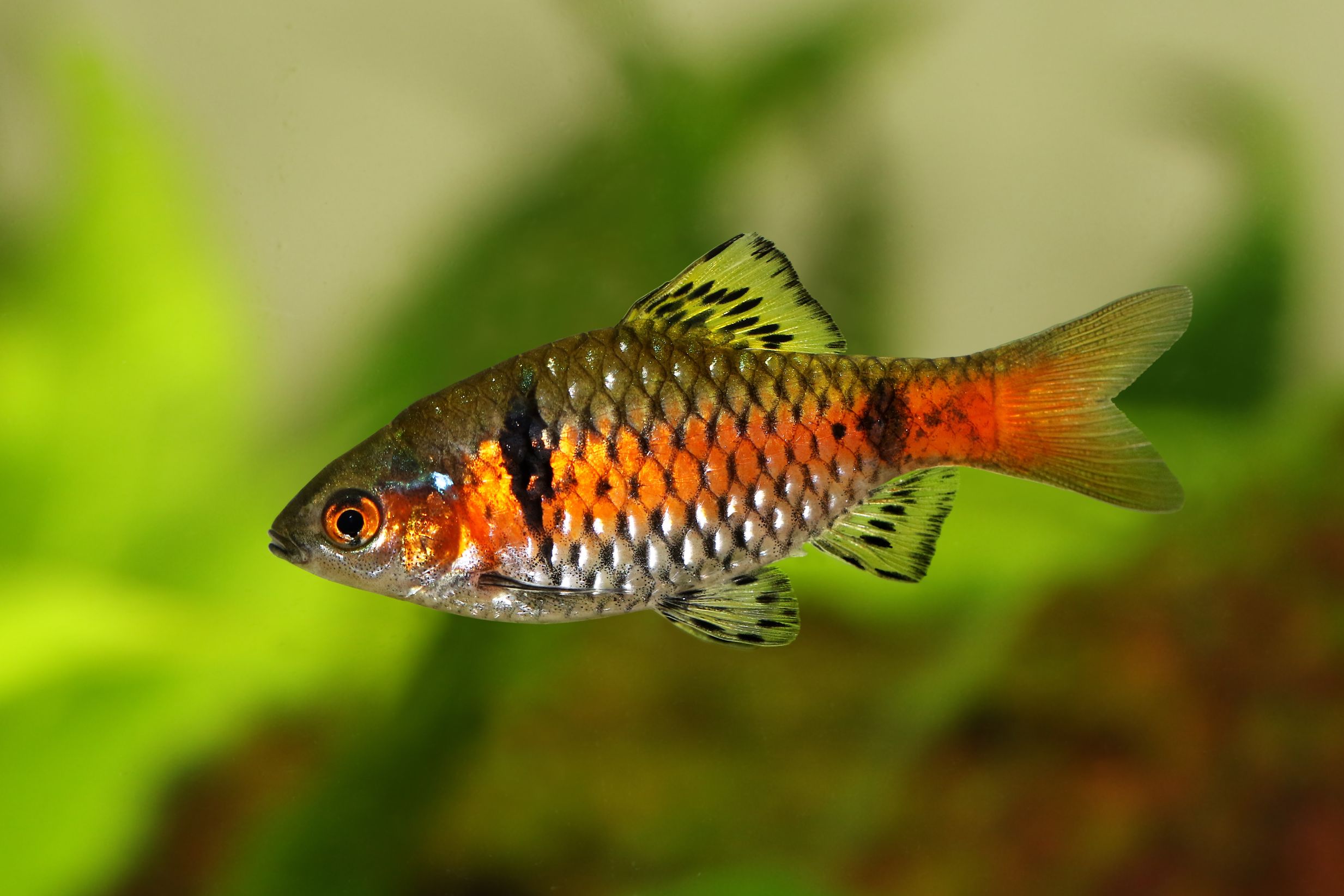 https://www.petlandracine.com/fish/odessa-barb/