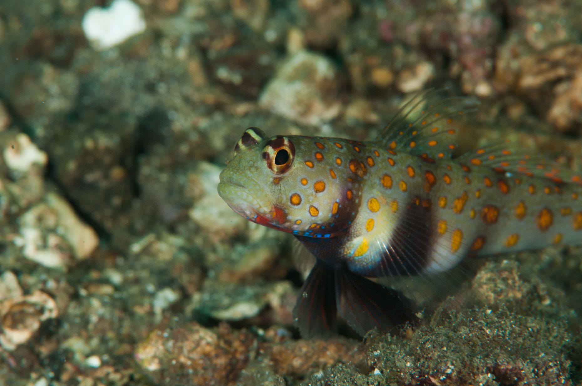 https://www.petlandracine.com/fish/orange-spot-watchman-goby/