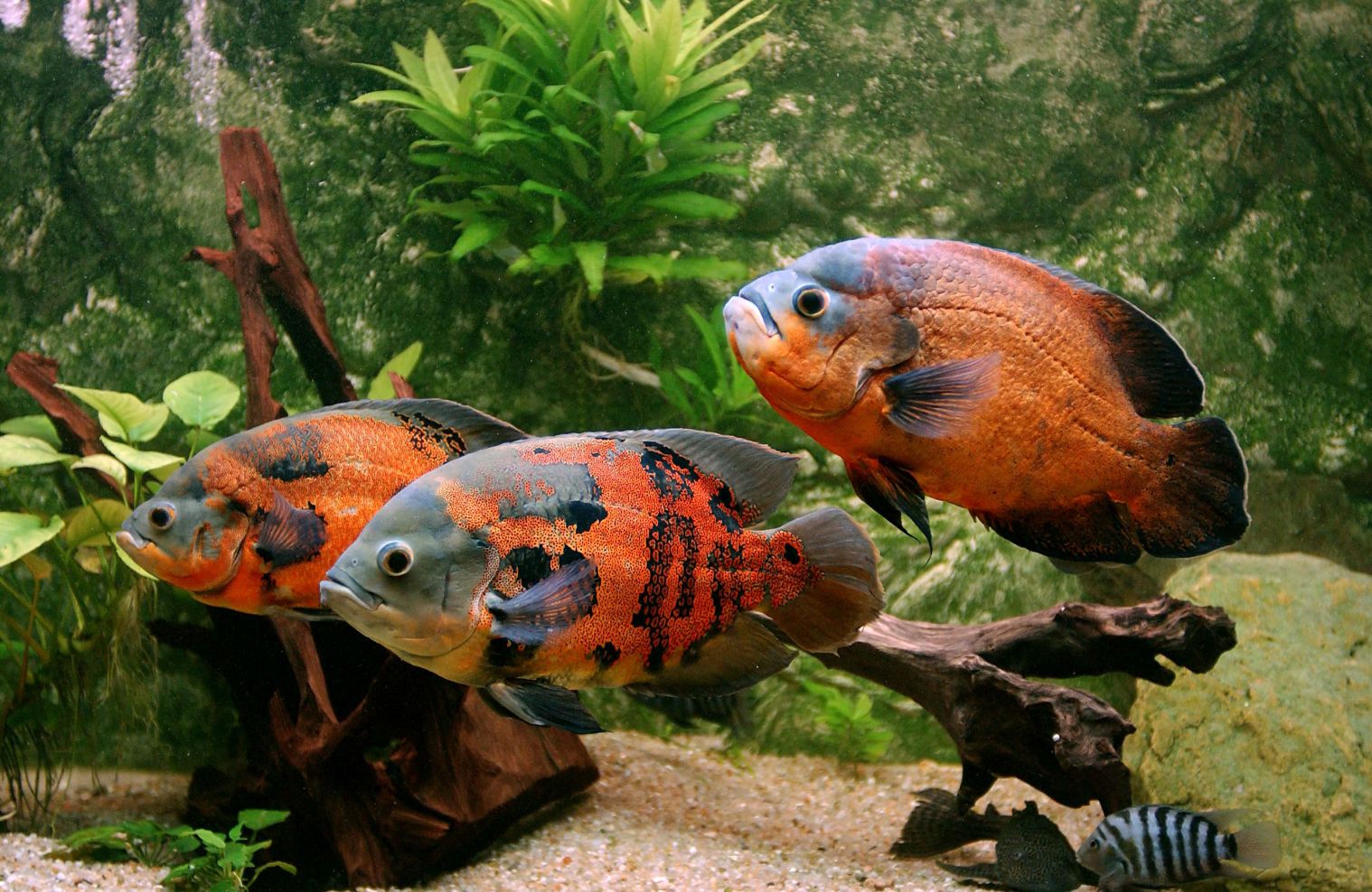 Pet Store Banner