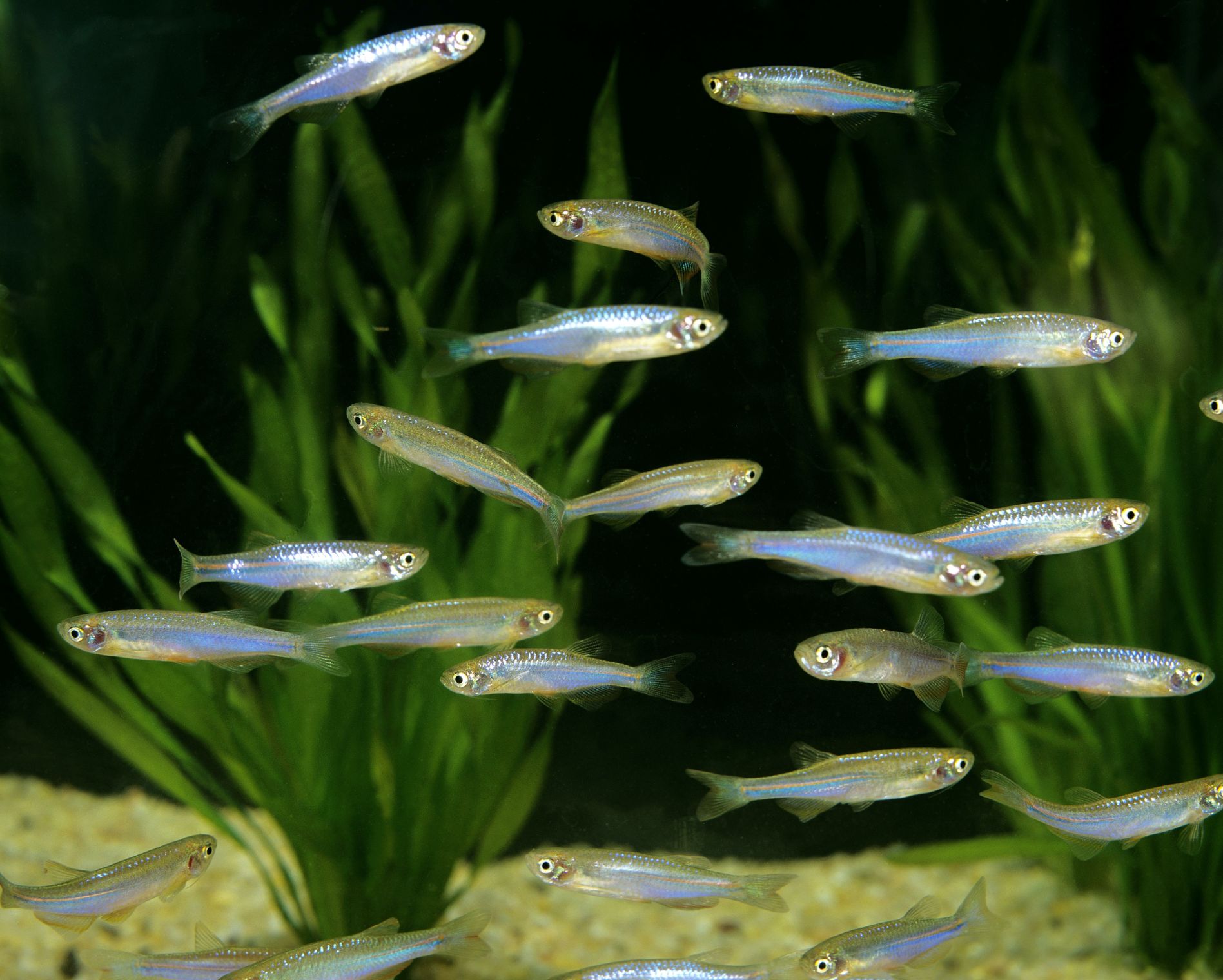 https://www.petlandracine.com/fish/pearl-danio/