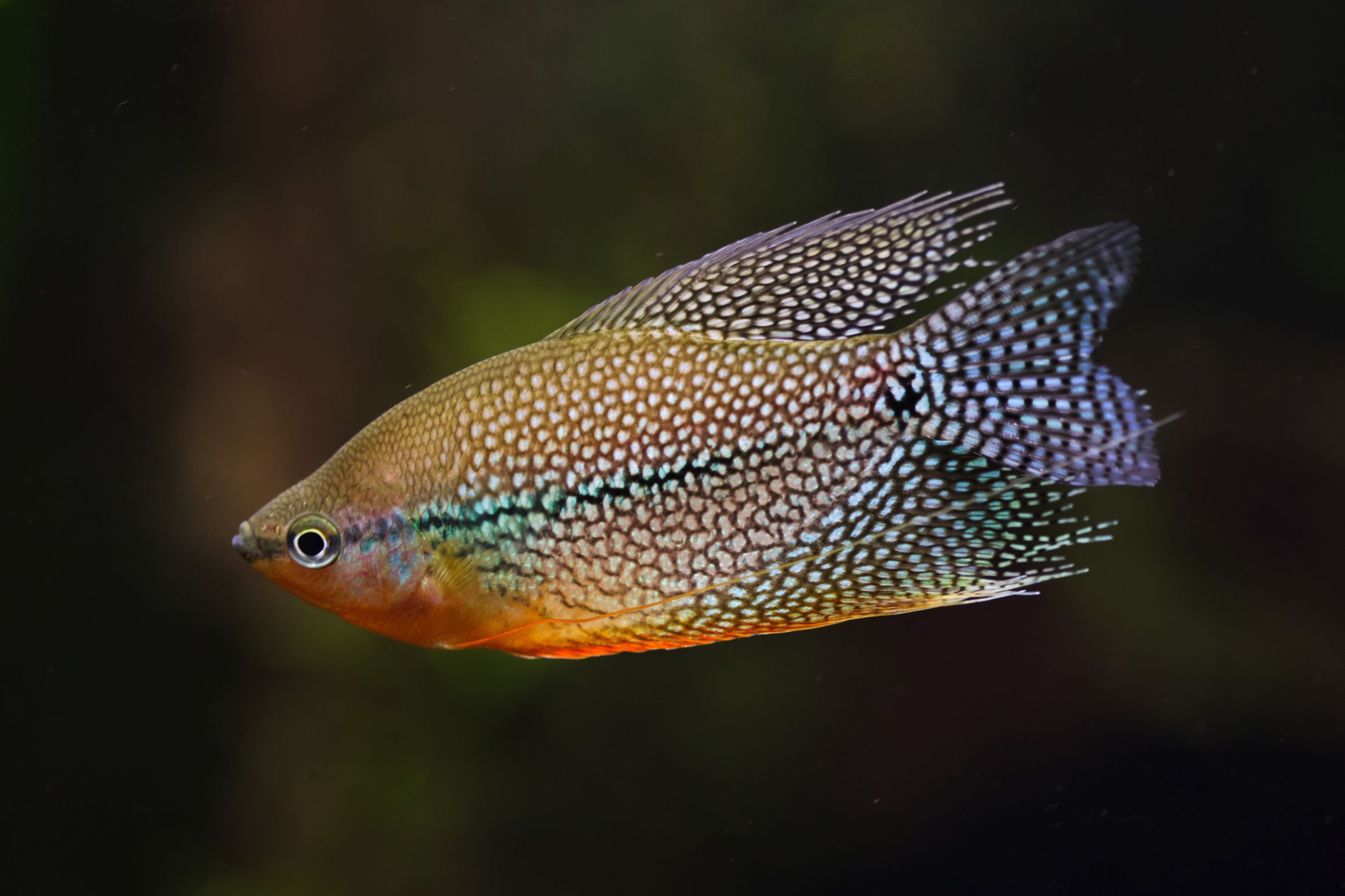 https://www.petlandracine.com/fish/pearl-gourami/