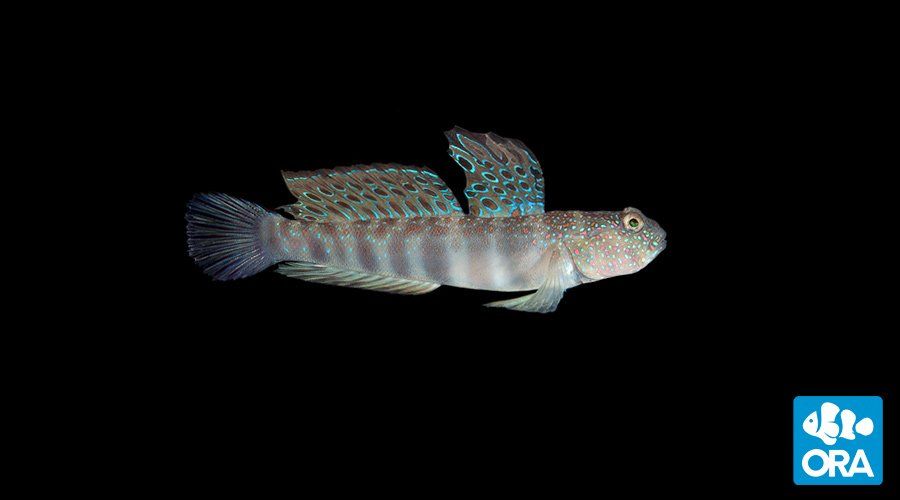 Pink Spot Watchman Goby
