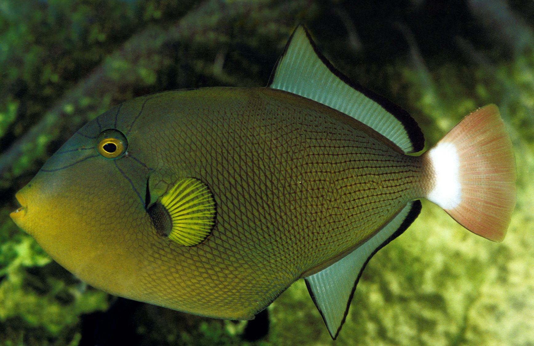 https://www.petlandracine.com/fish/pinktail-triggerfish/