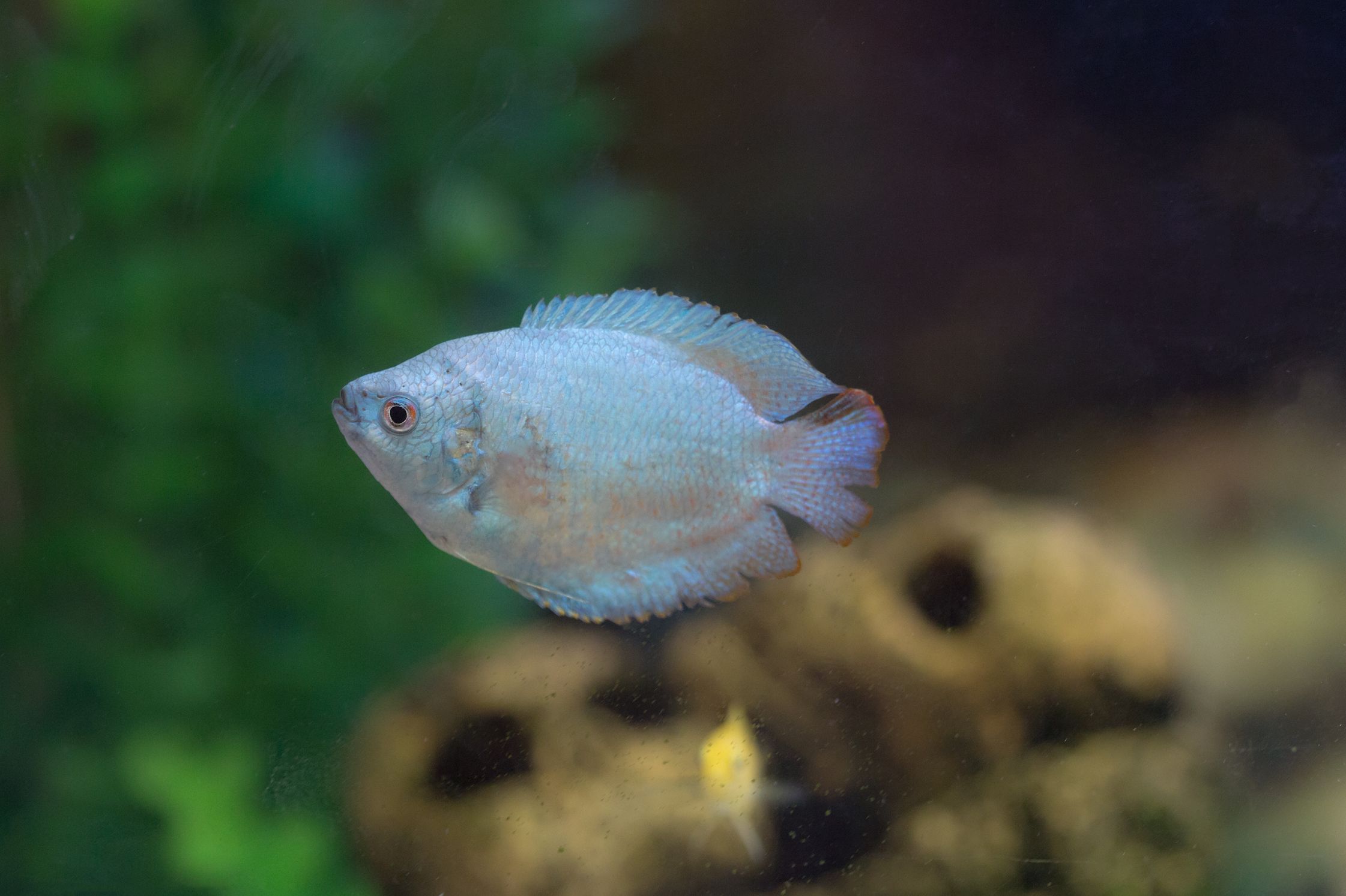 https://www.petlandracine.com/fish/powder-blue-gourami/