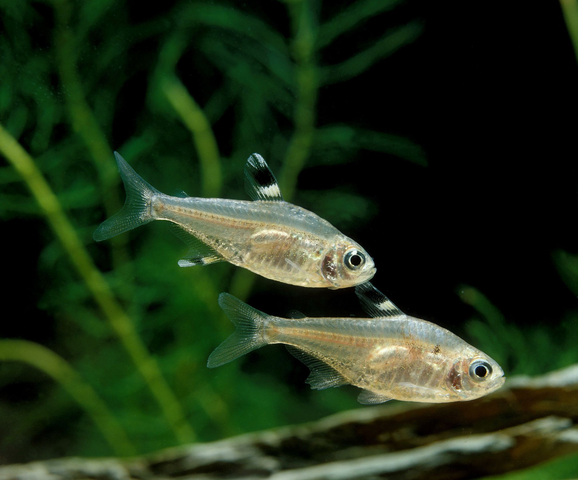 https://www.petlandracine.com/fish/pristilla-tetra/