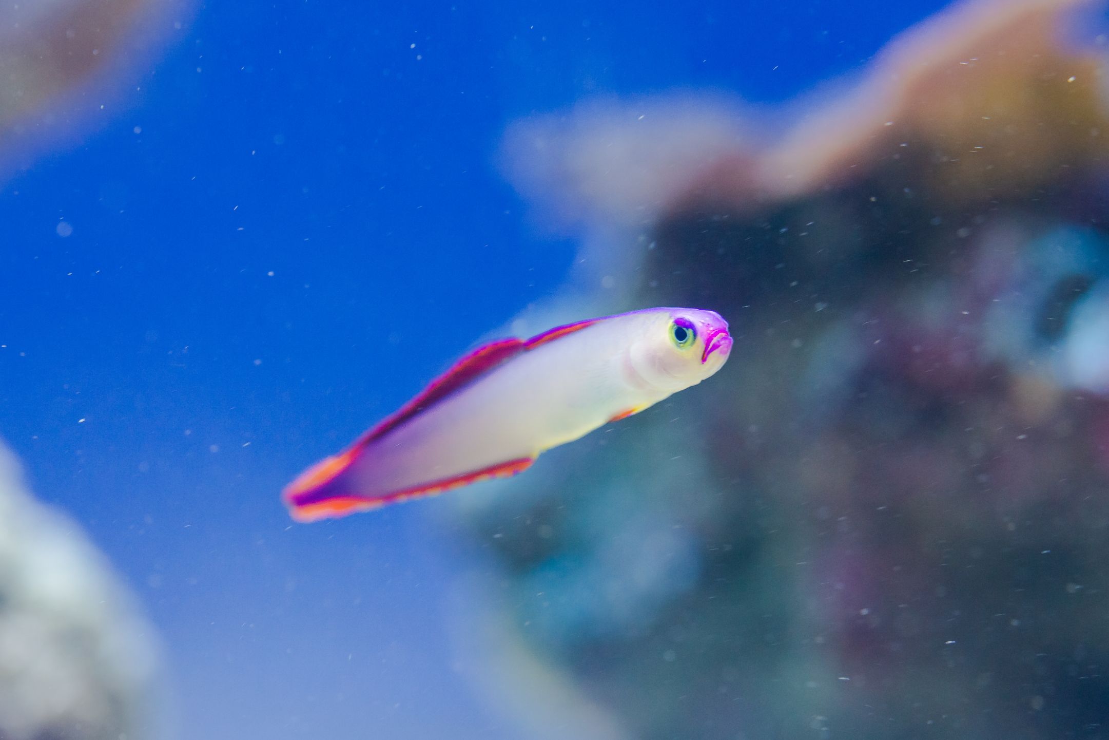 https://www.petlandracine.com/fish/purple-firefish-goby/