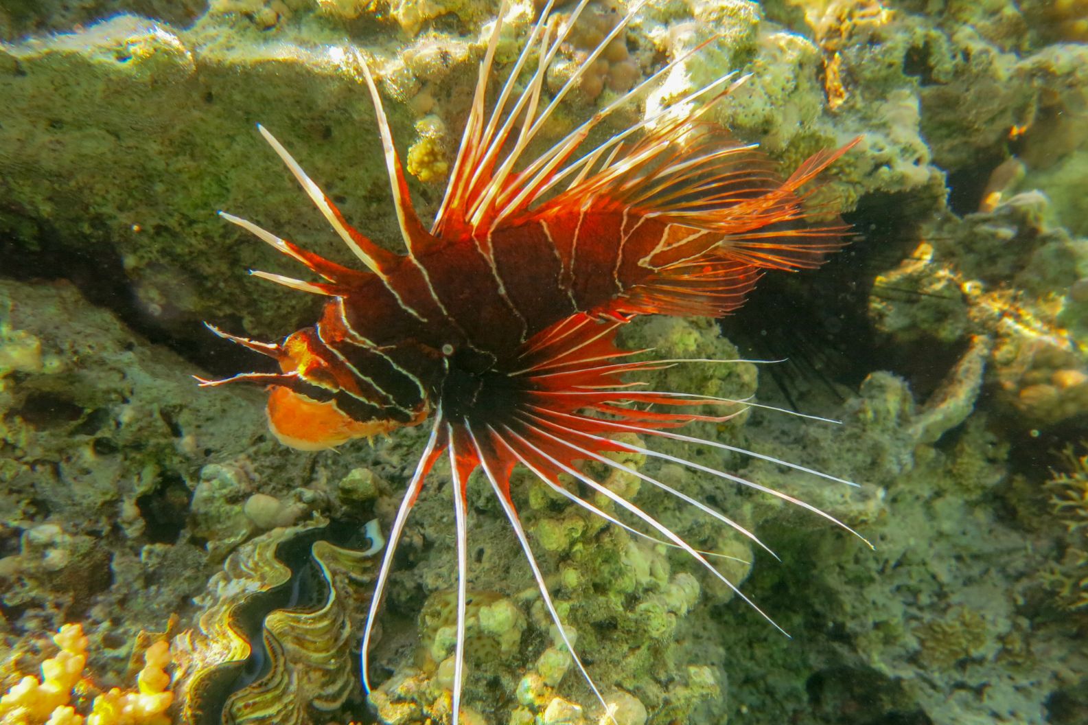 https://www.petlandracine.com/fish/radiata-lionfish/