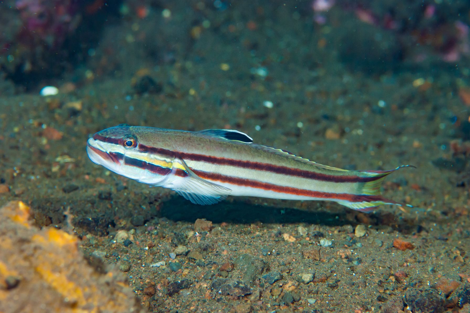 https://www.petlandracine.com/fish/railway-sleeper-goby/