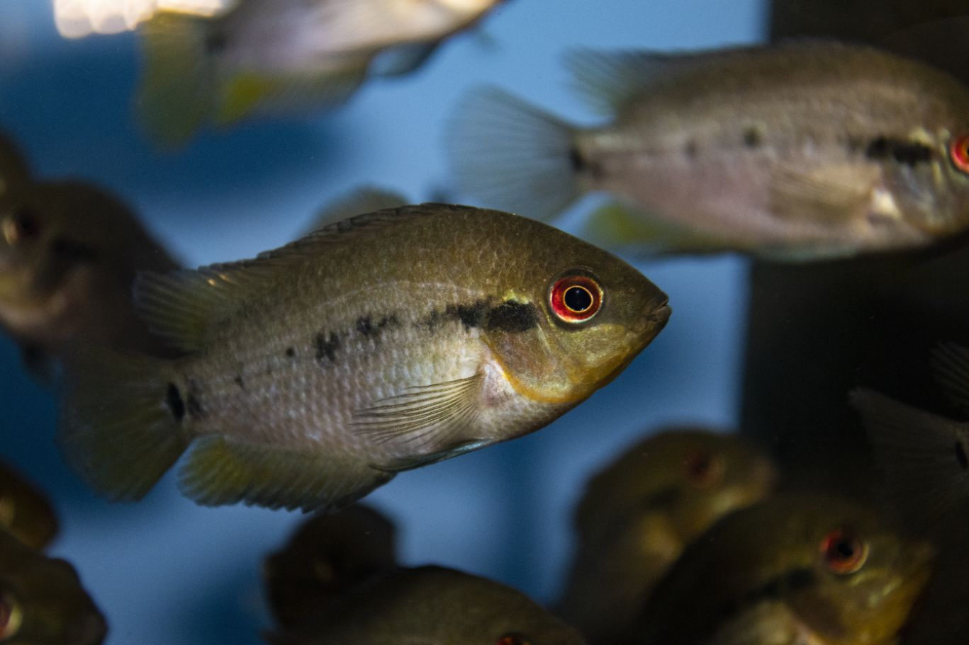 https://www.petlandracine.com/fish/rainbow-cichlids/