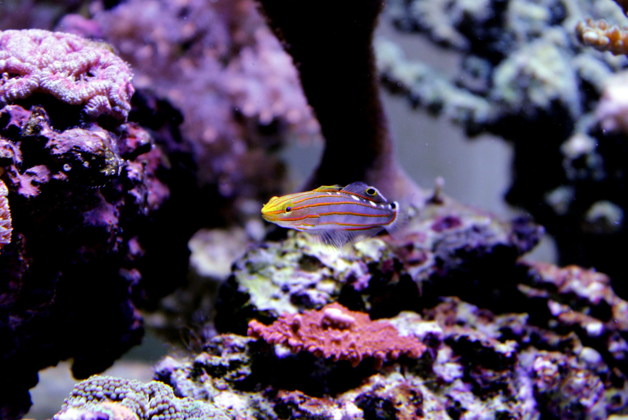 https://www.petlandracine.com/fish/rainford-goby/