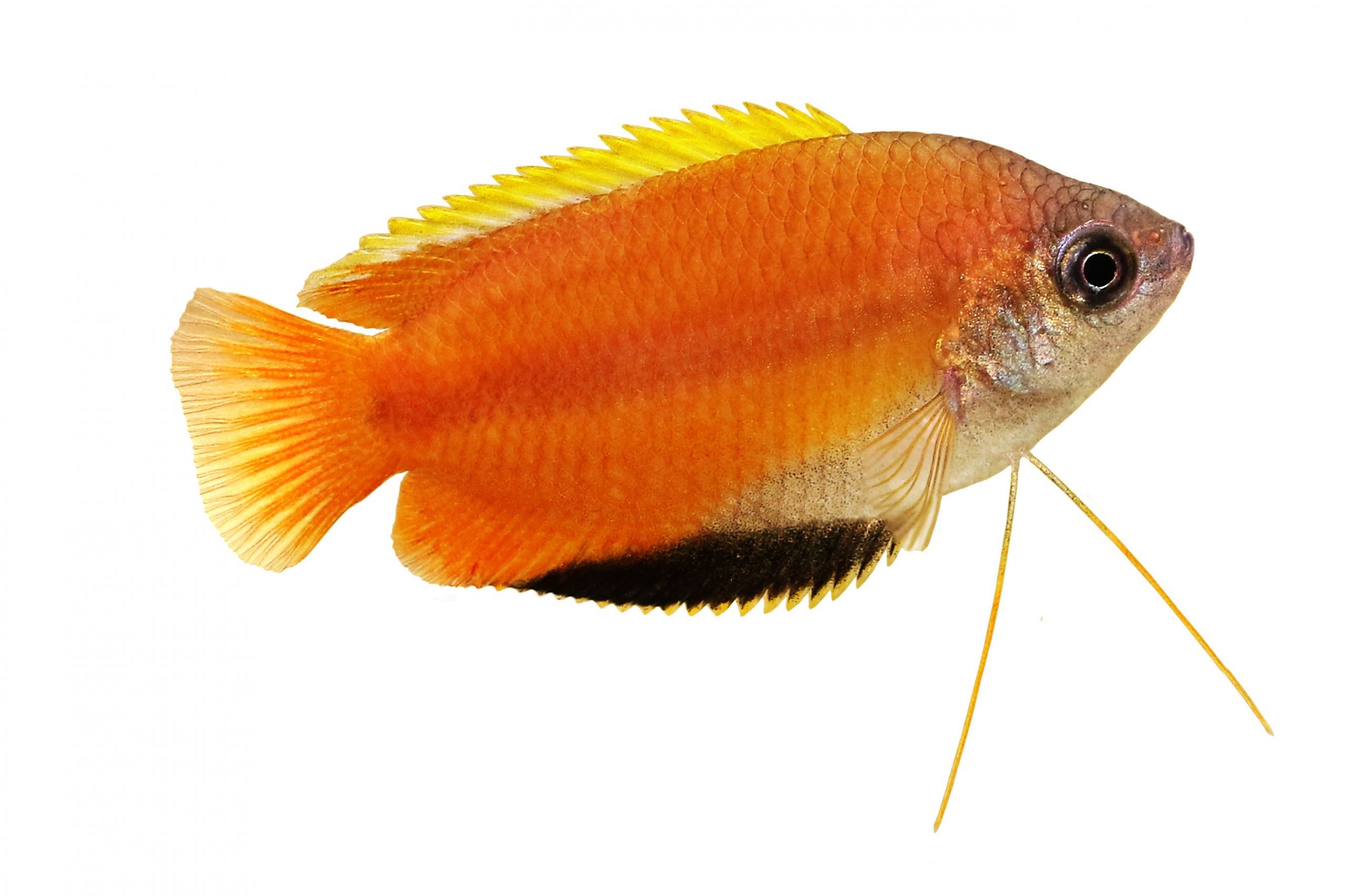 https://www.petlandracine.com/fish/red-honey-gourami/