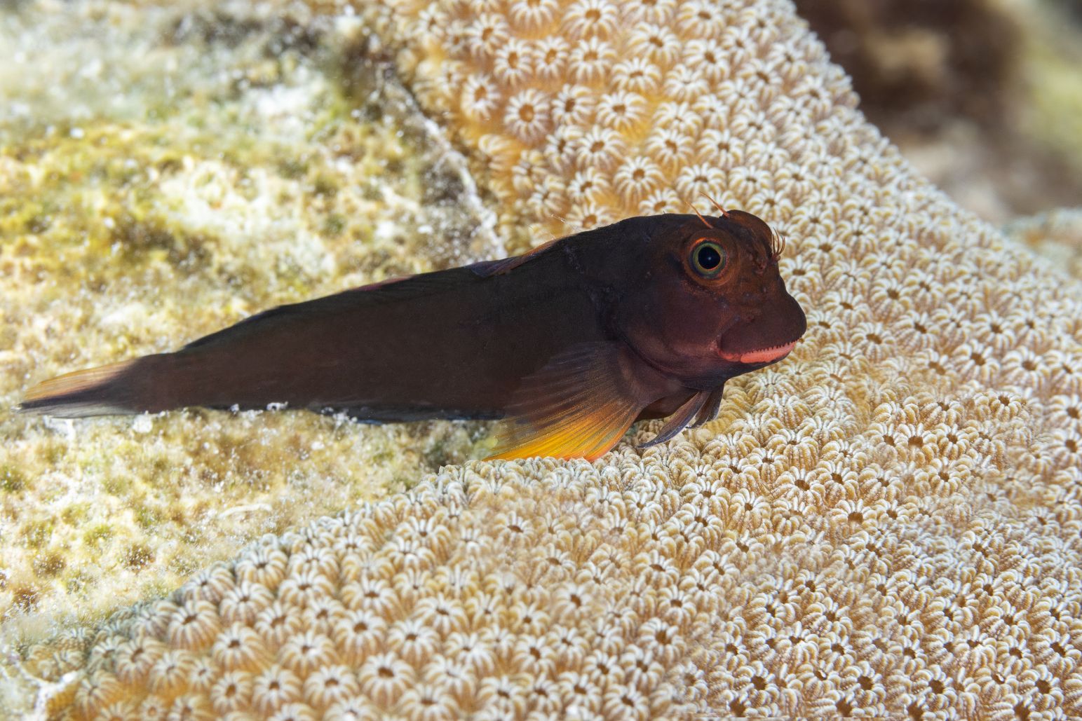 https://www.petlandracine.com/fish/red-lip-blenny/