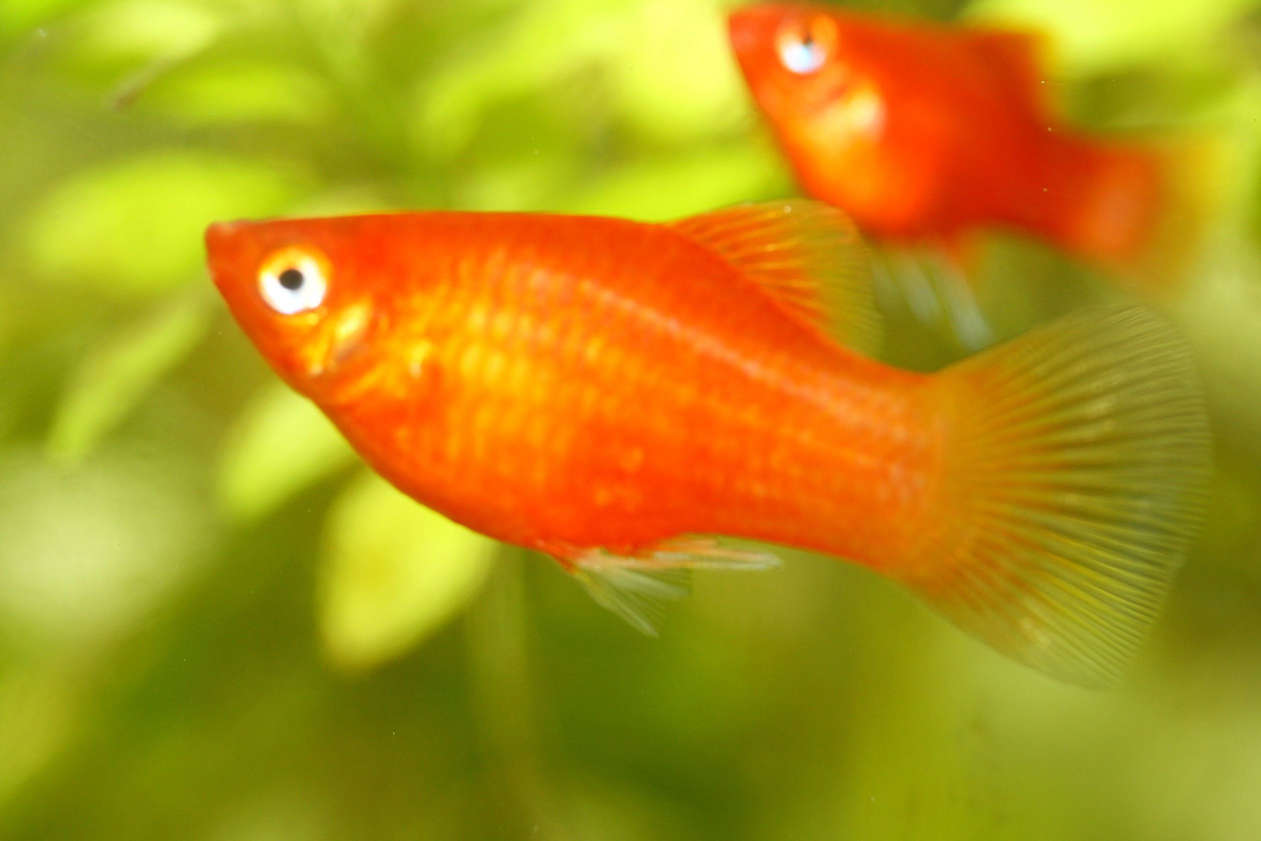 https://www.petlandracine.com/fish/red-platy/