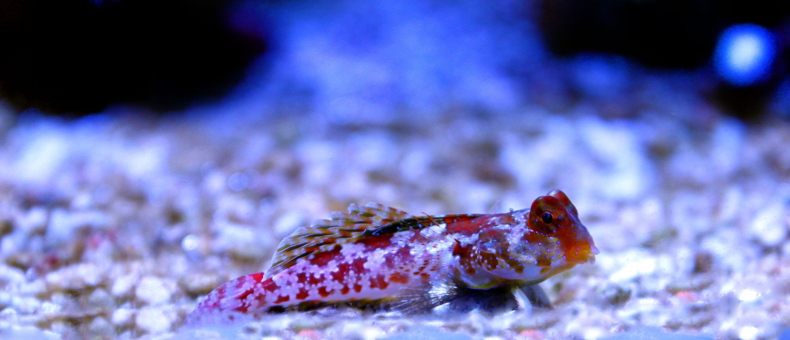 https://www.petlandracine.com/fish/red-scooter-blenny/