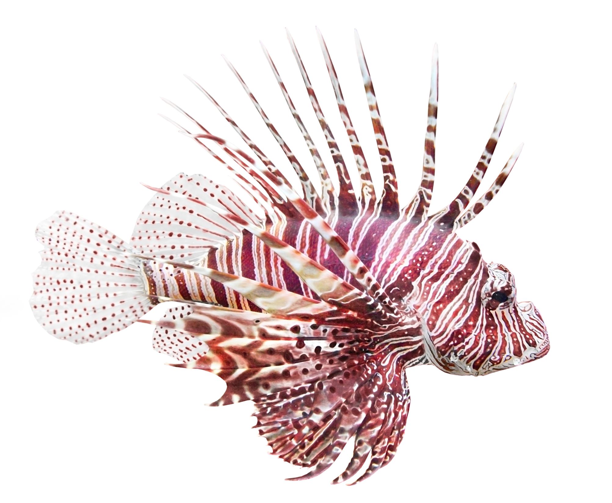 https://www.petlandracine.com/fish/red-volitan-lionfish/